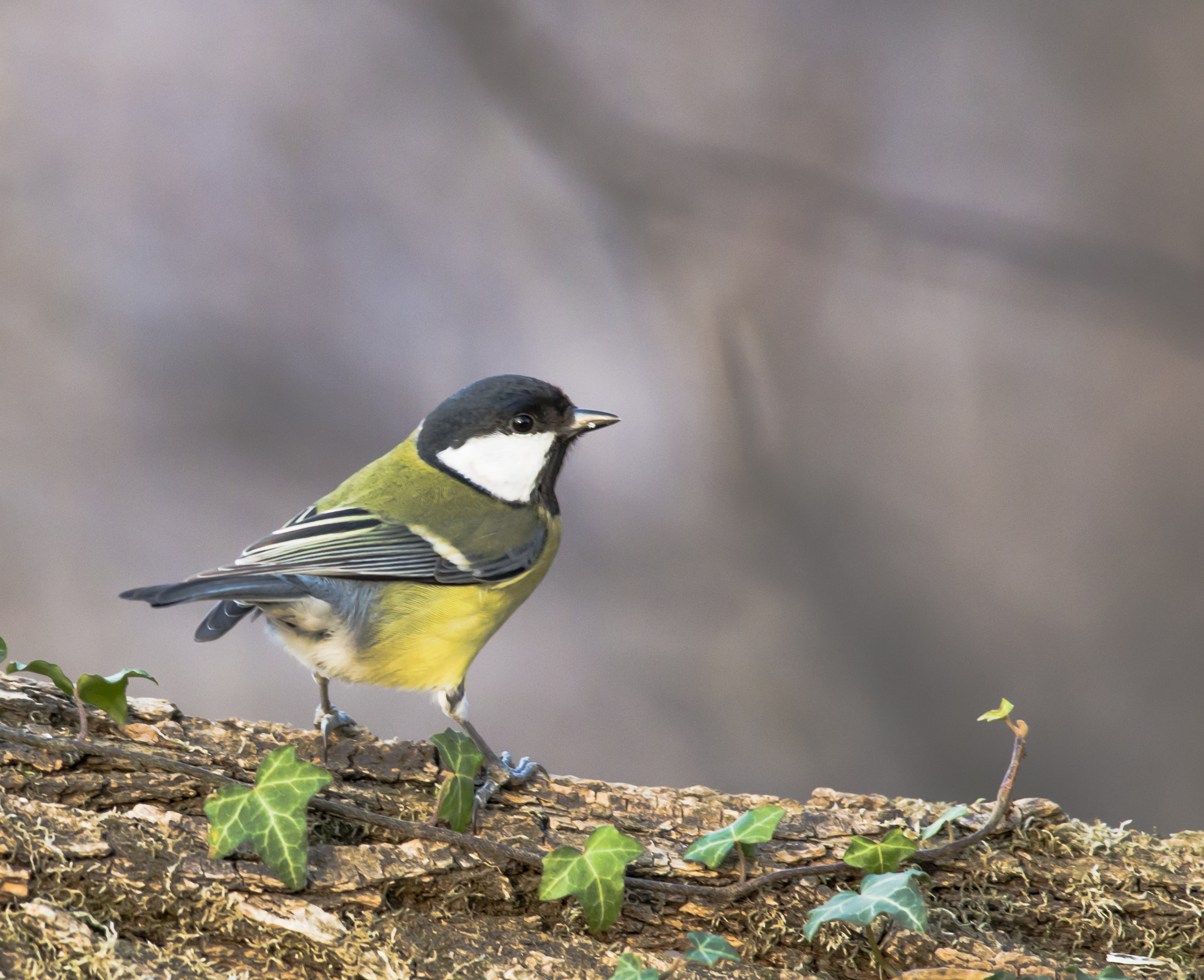 Great Tit