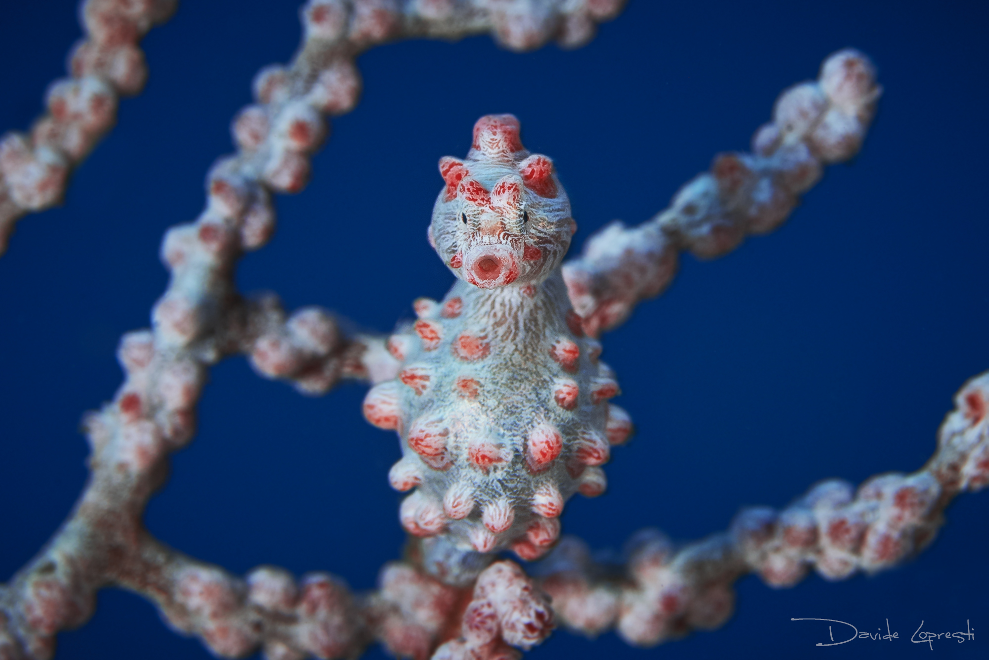 Pygmy seahorse
