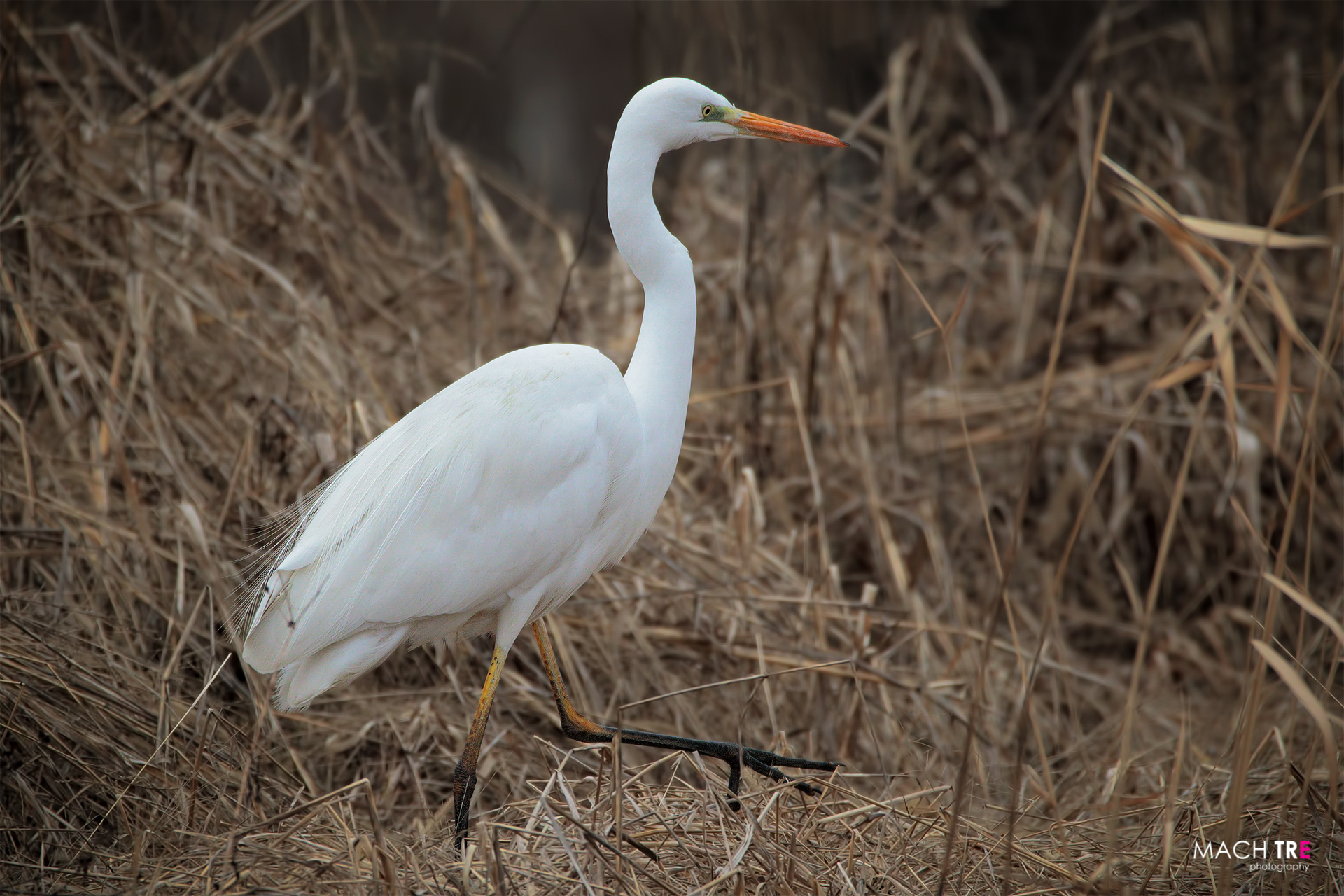 Airone bianco maggiore (Casmerodius albus)