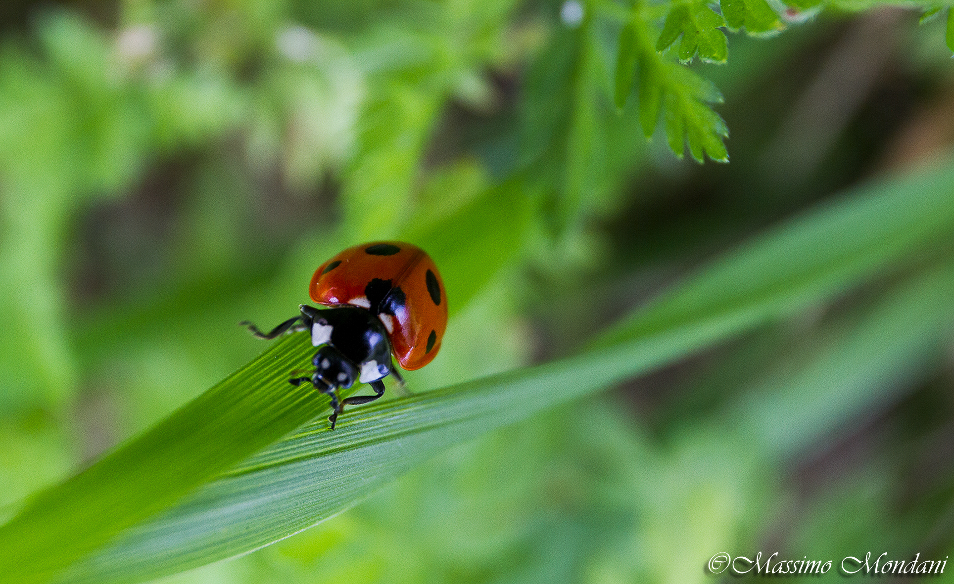 coccinella