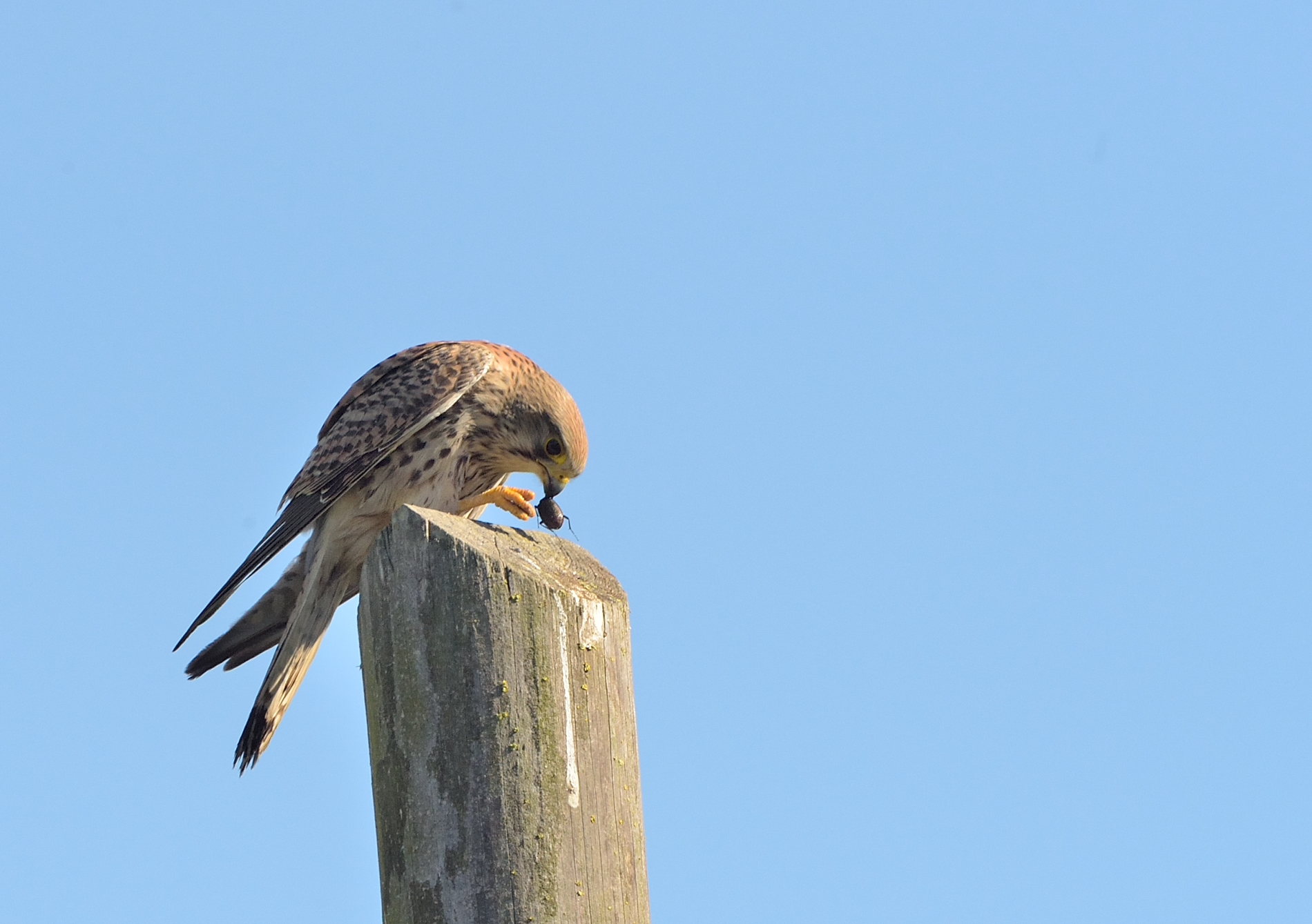 Kestrels and cricket