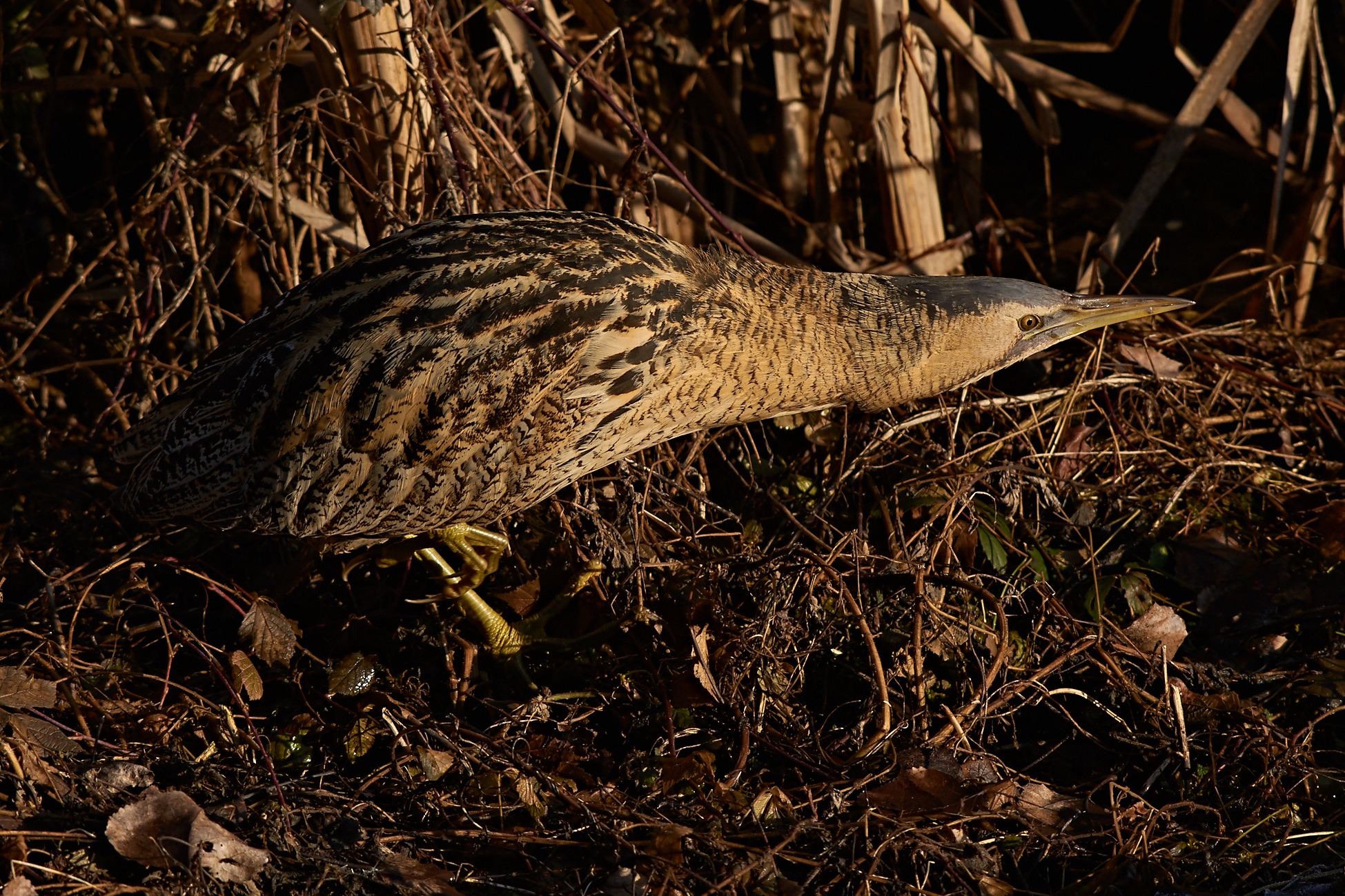 Bittern