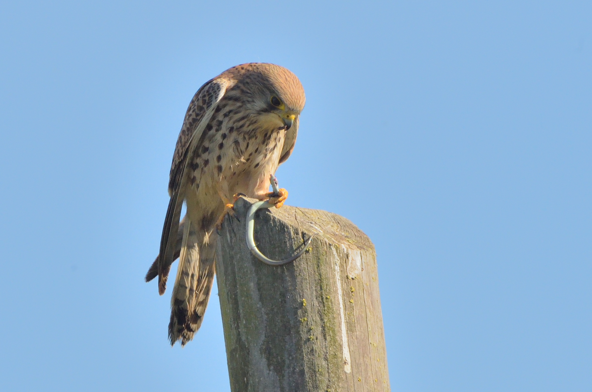 Kestrel with prey