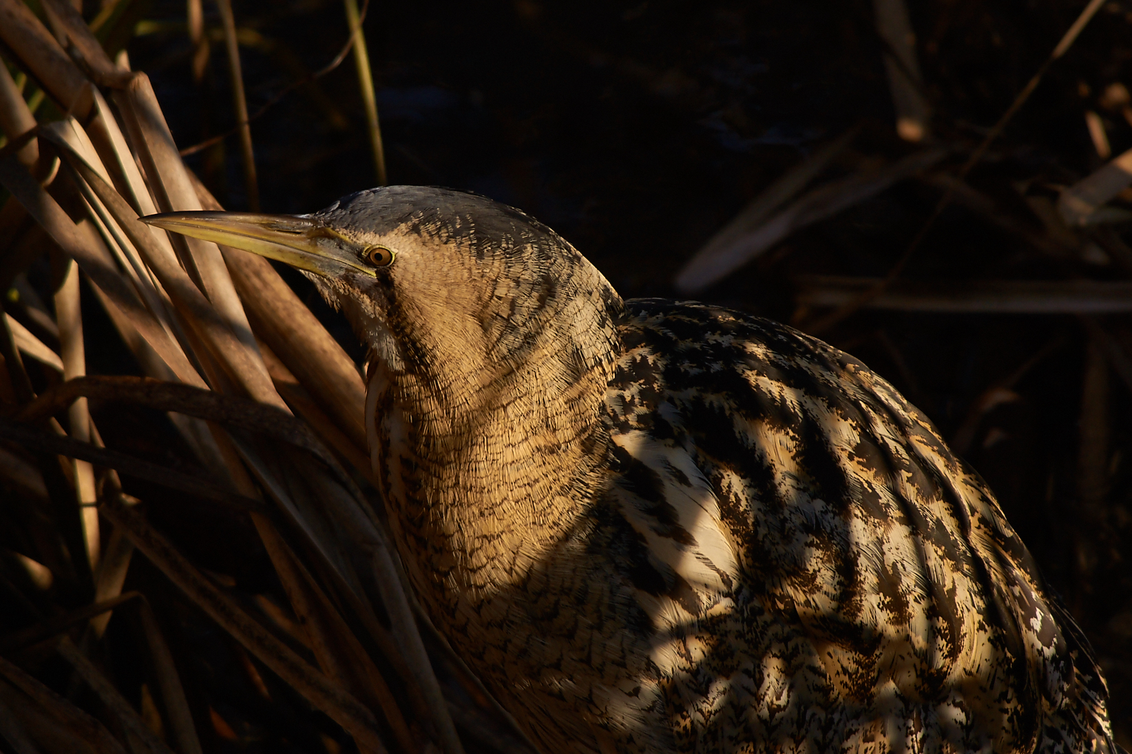 Bittern