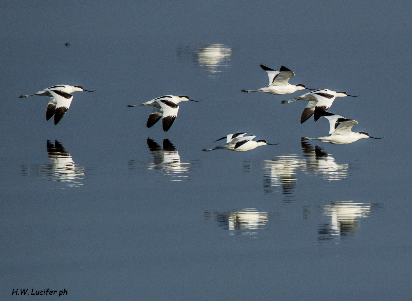 Avocette in volo radente sulla laguna