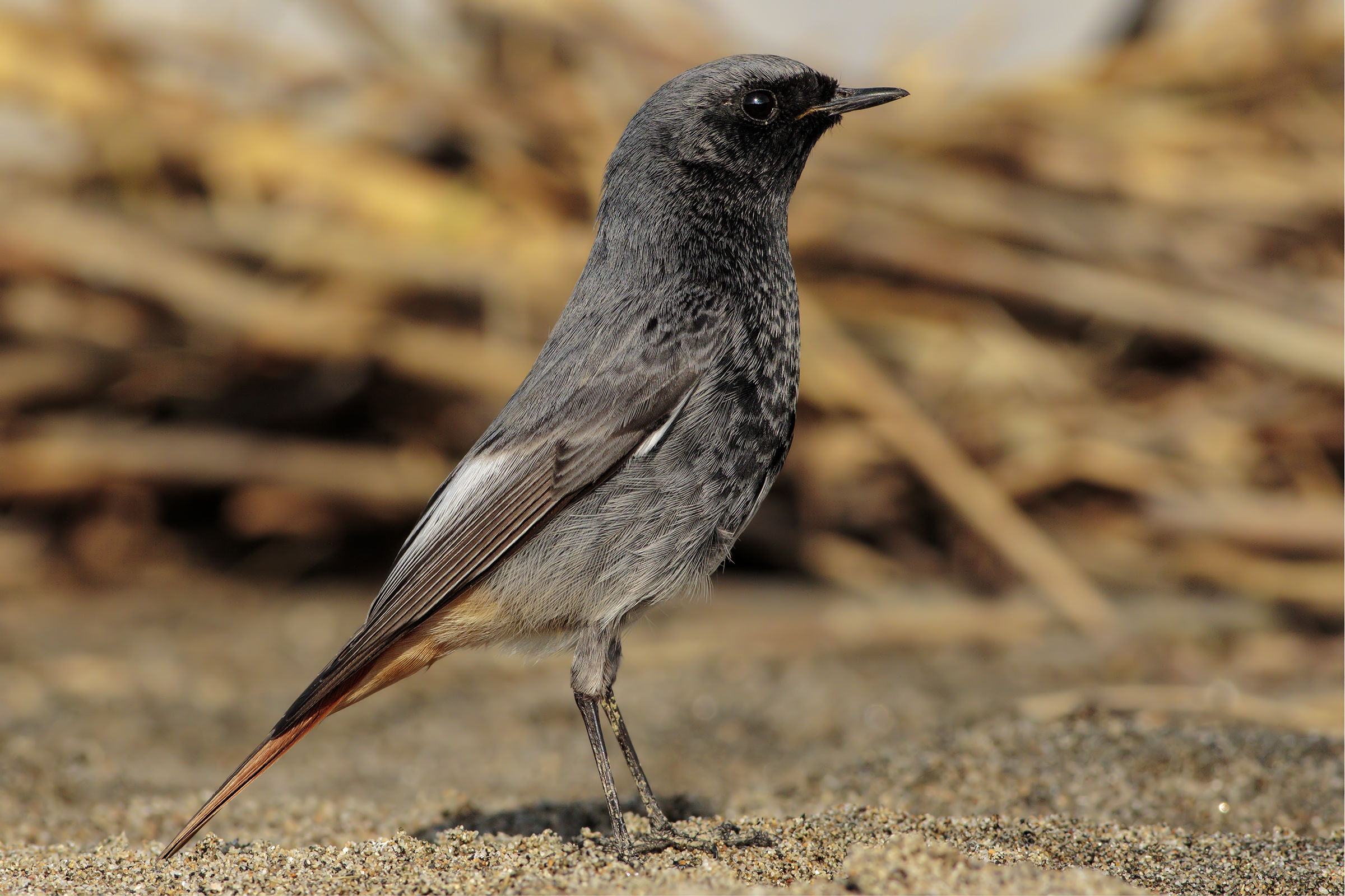 Chimney sweep Redstart male