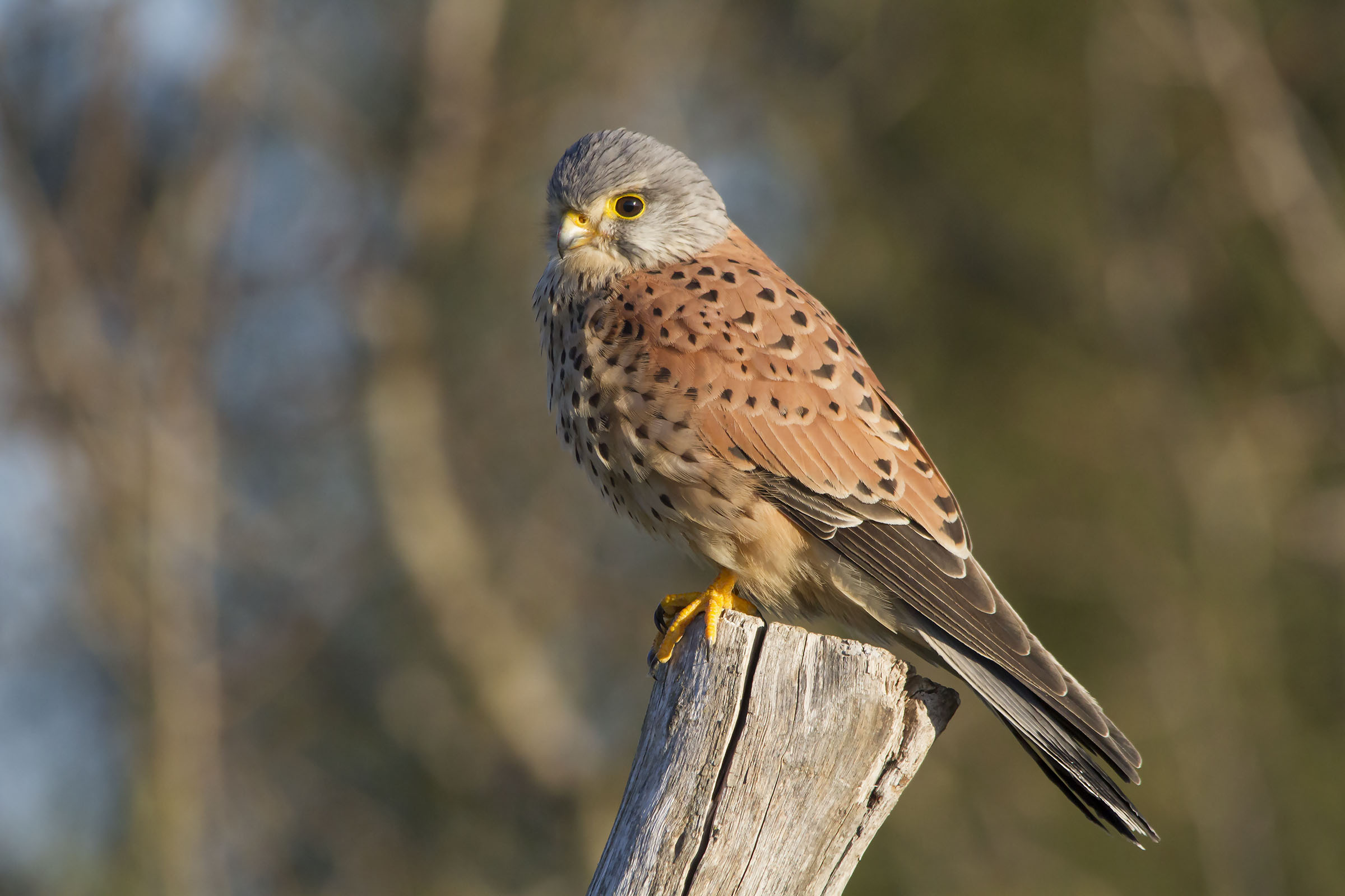 Kestrel