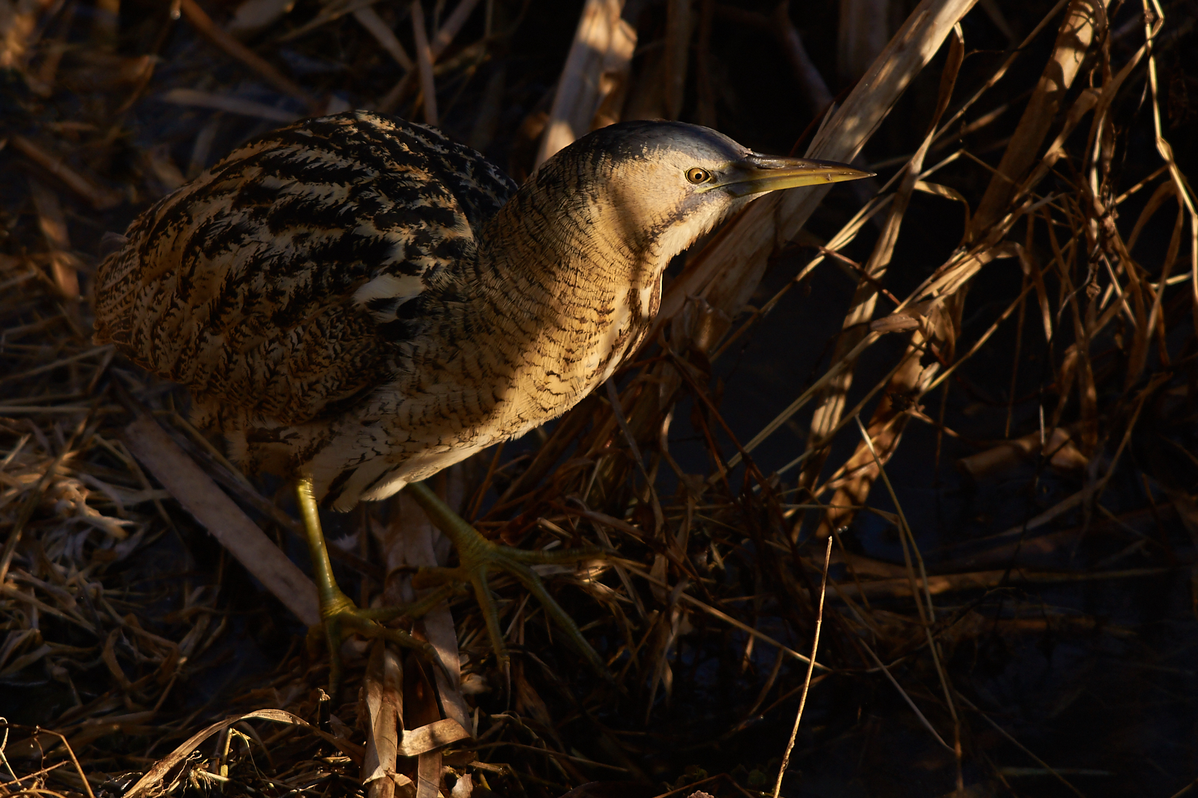 Bittern