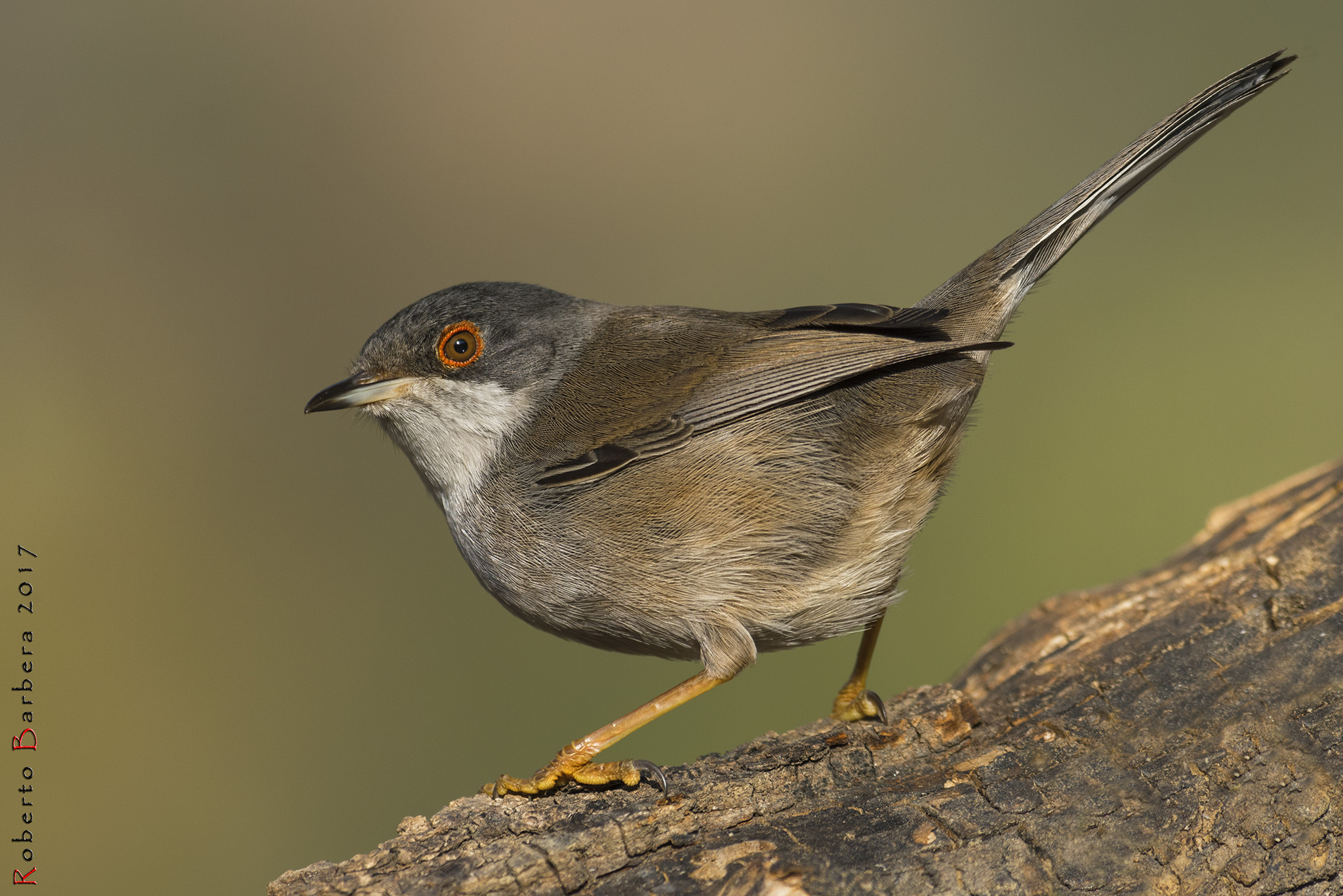 Femmina di occhiocotto