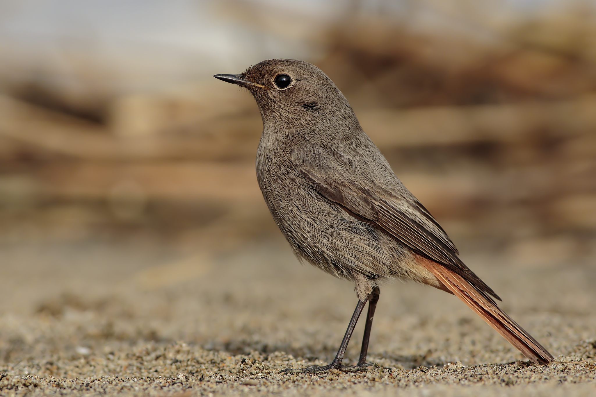 Chimney sweep Redstart