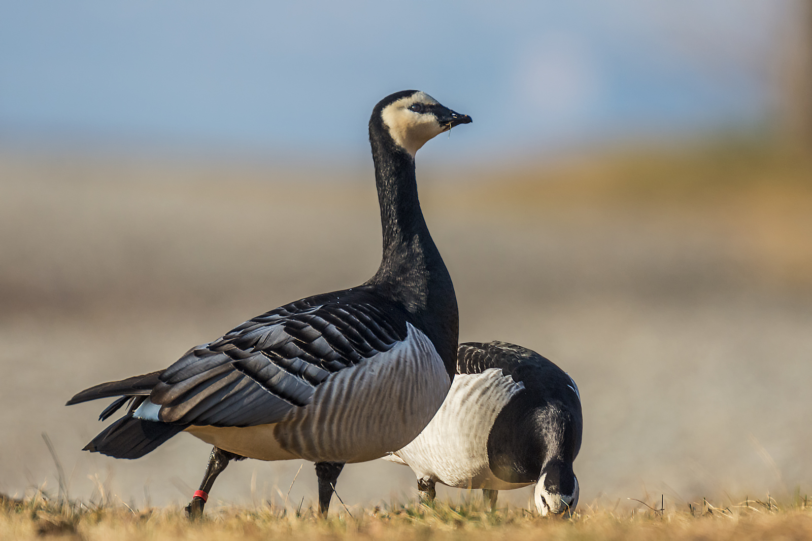 barnacle goose