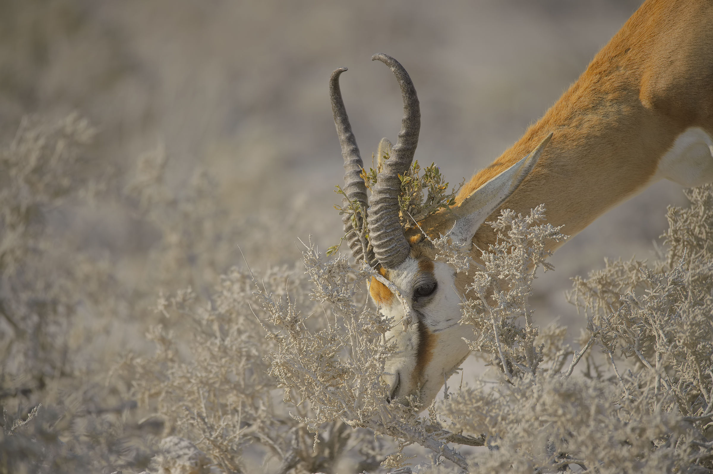 Springbok with crown