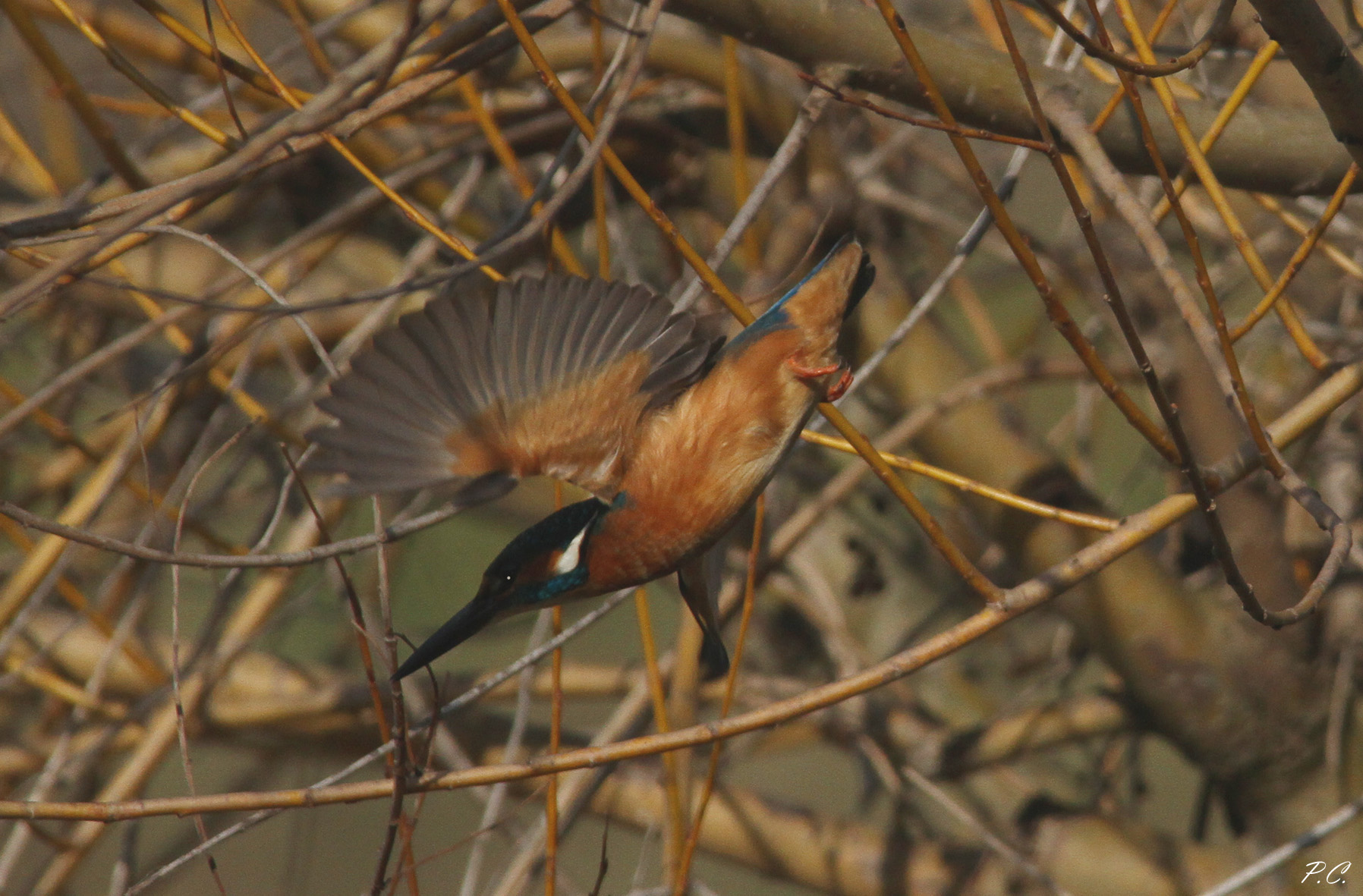 the martin plays in Shanghai