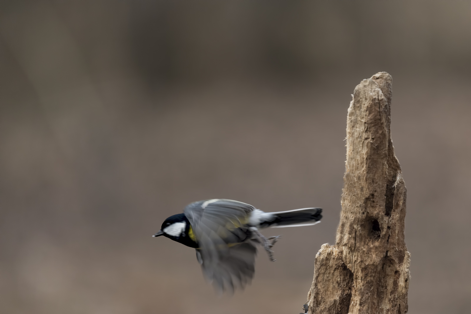 Great Tit