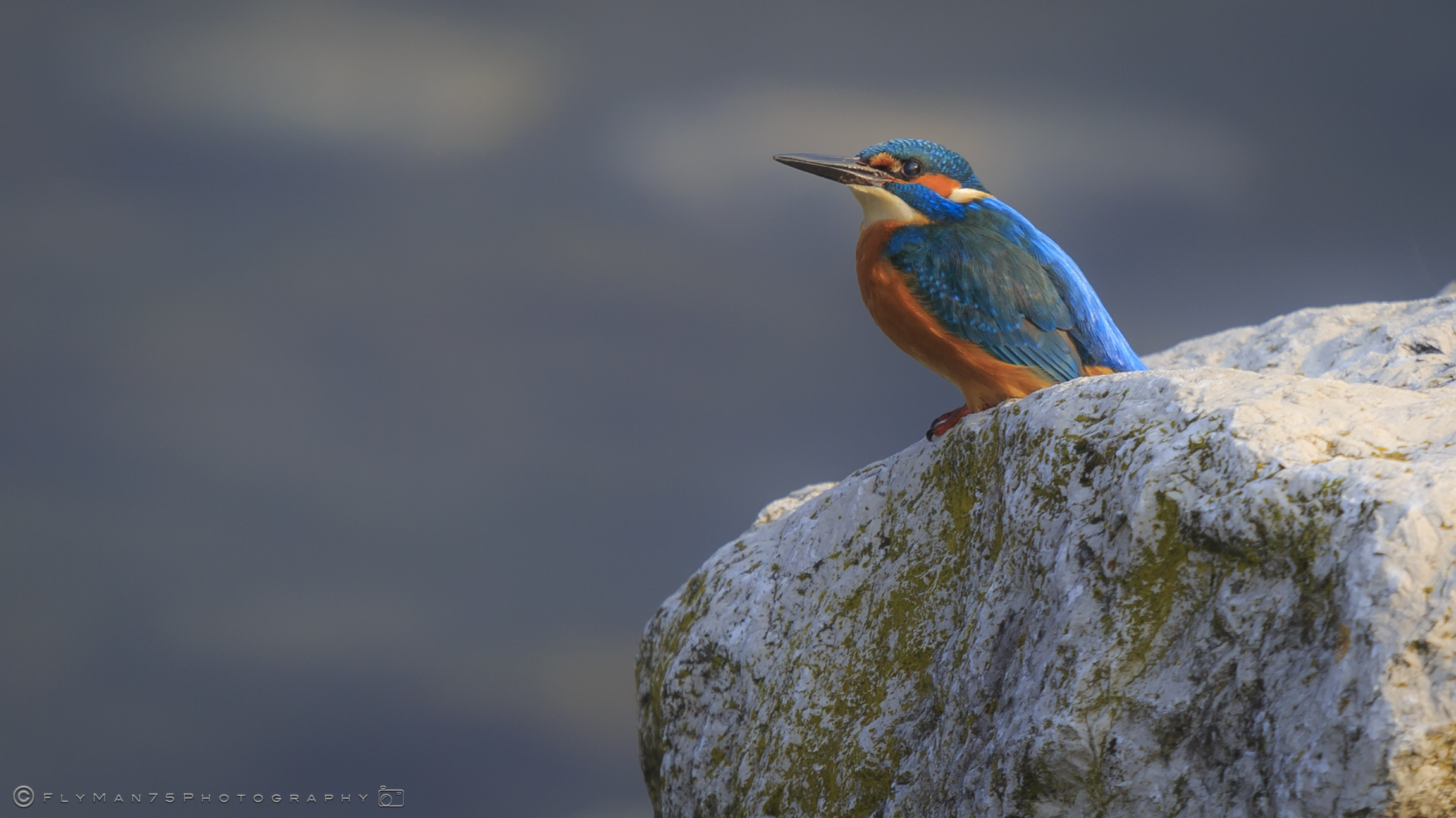 Kingfisher - Paratico (BS) Lake Iseo