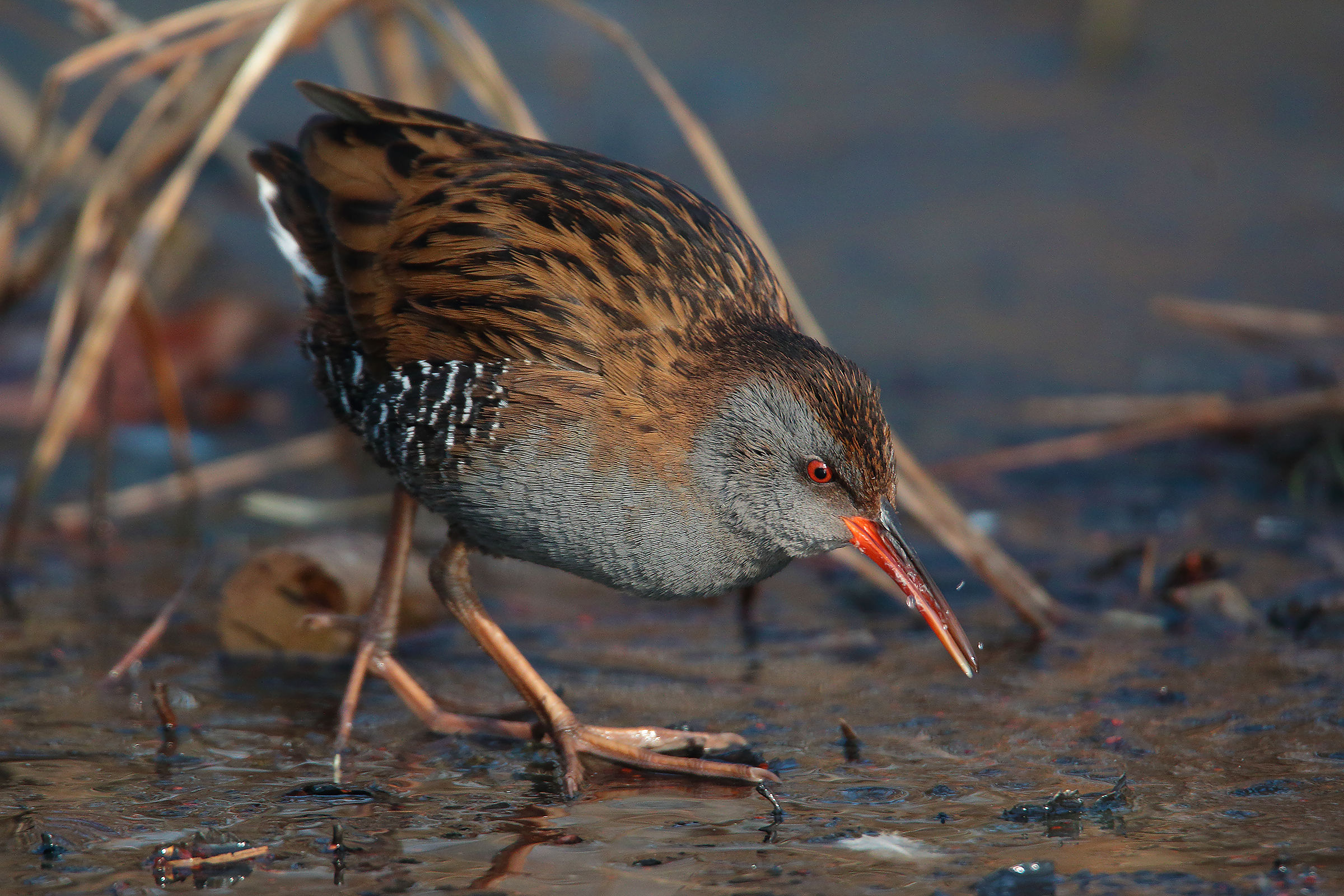 water rail in the ice
