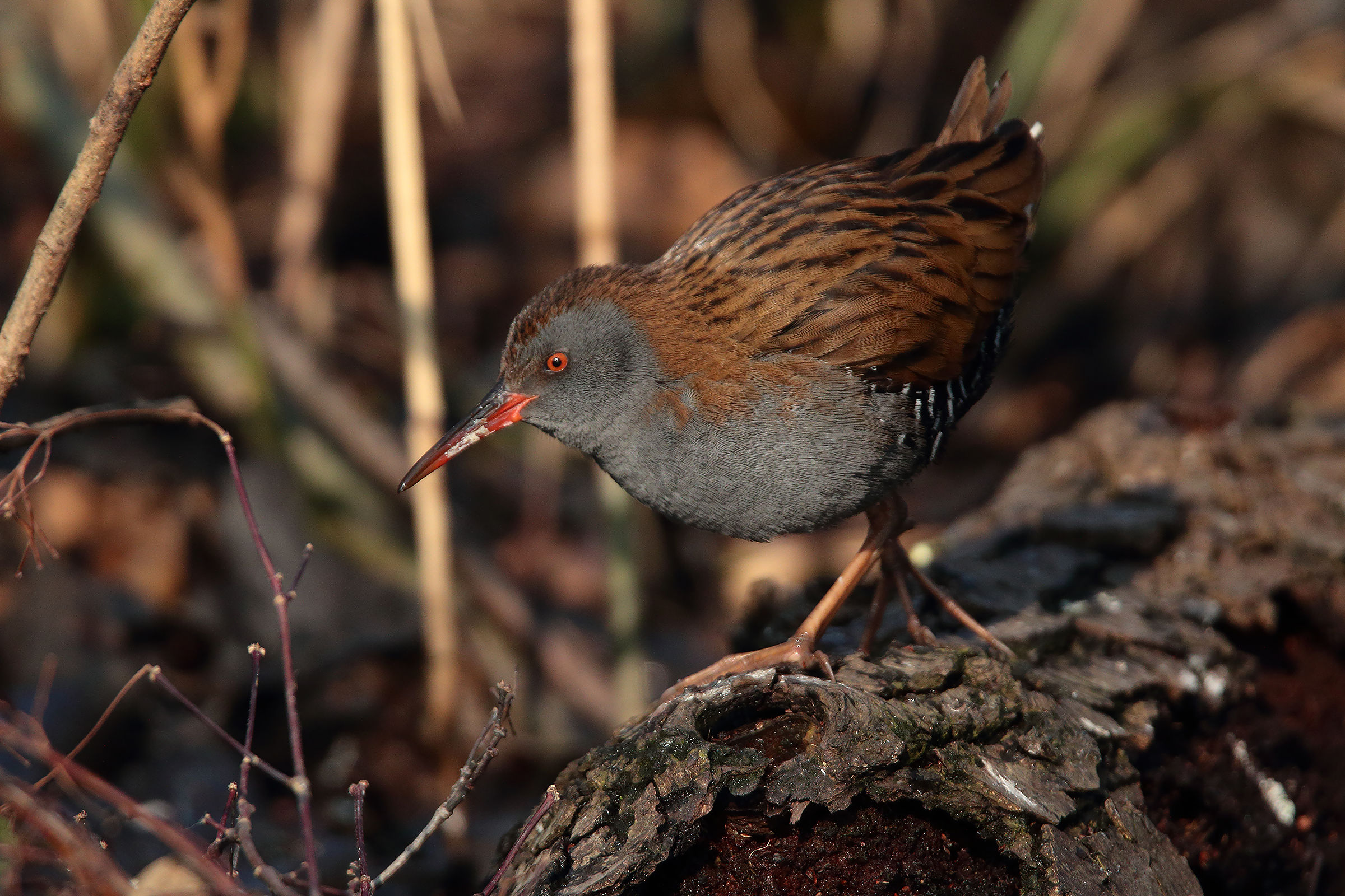 Water Rail