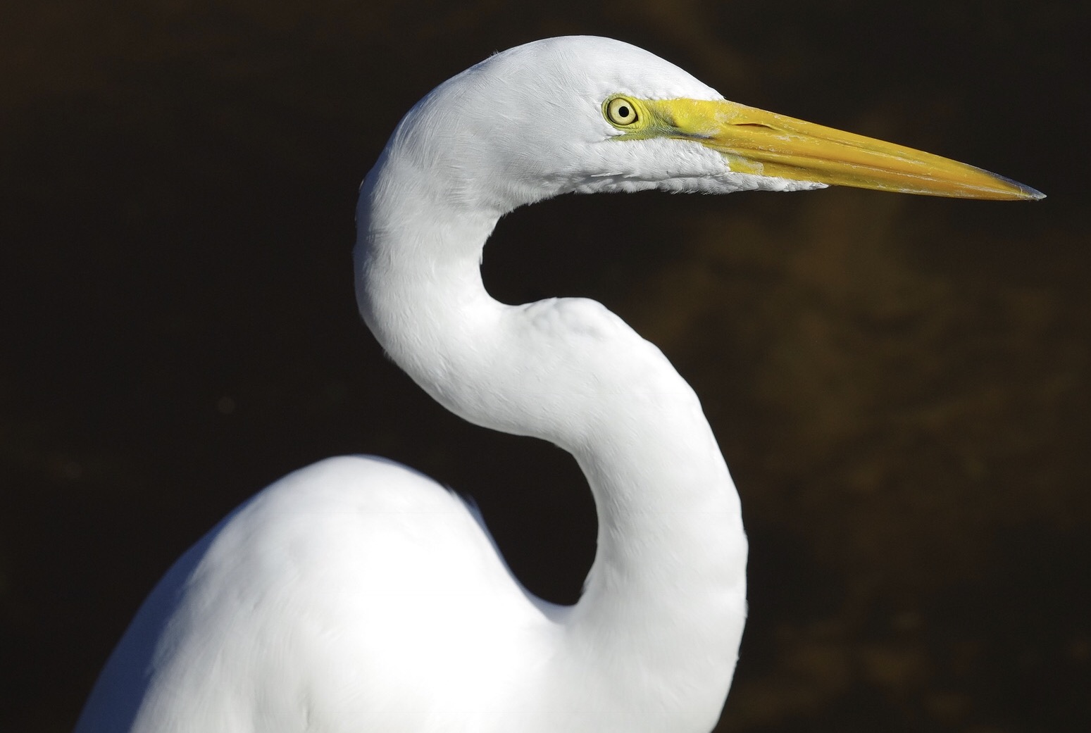 Egret.