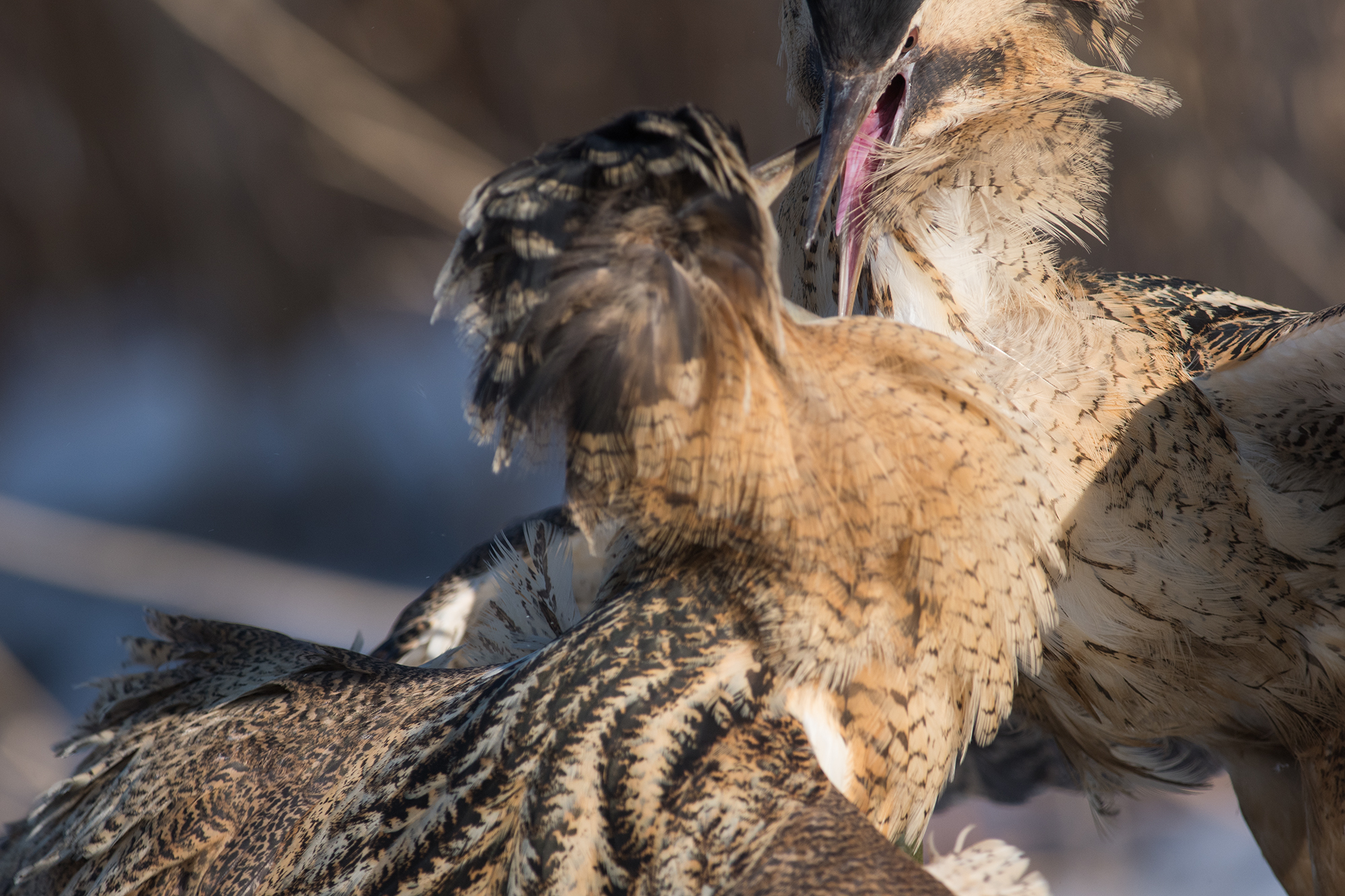 Great bitterns fighting