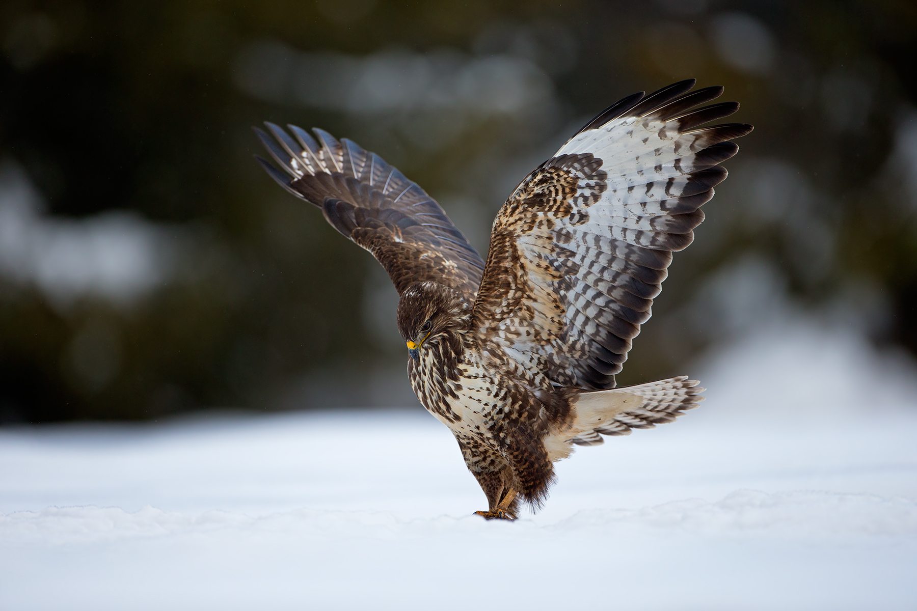 Bute buteo (Poiana comune)