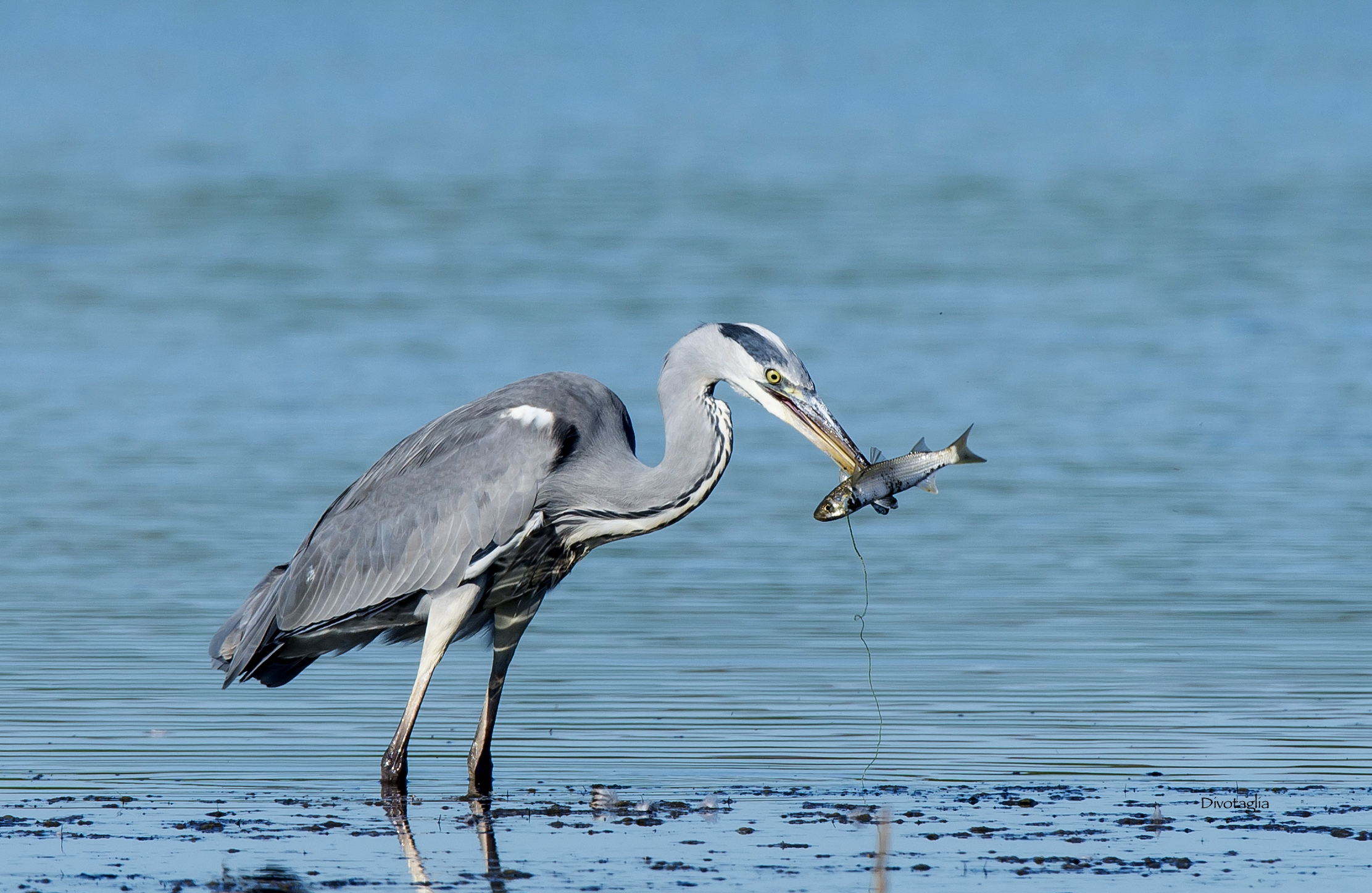The heron spear fishing