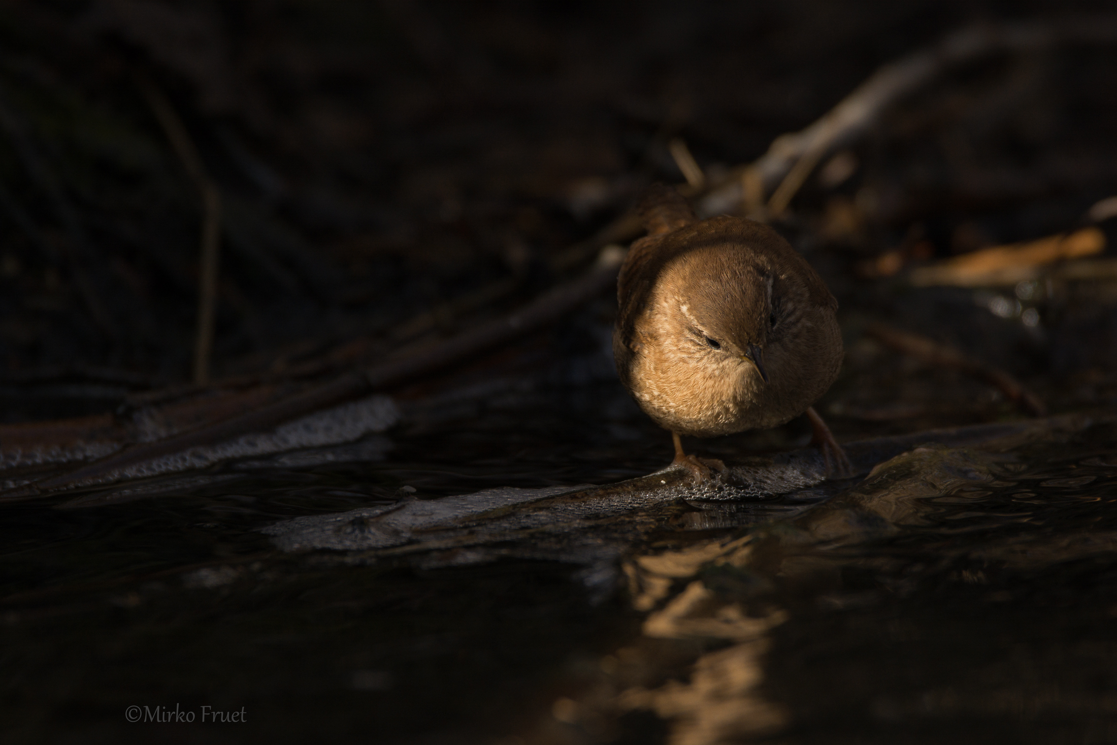 Alla ricerca di cibo