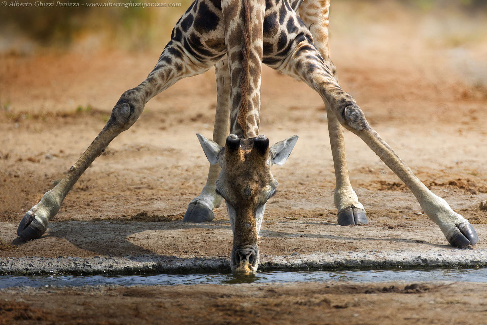 Per una giraffa anche bere è un gesto complicato