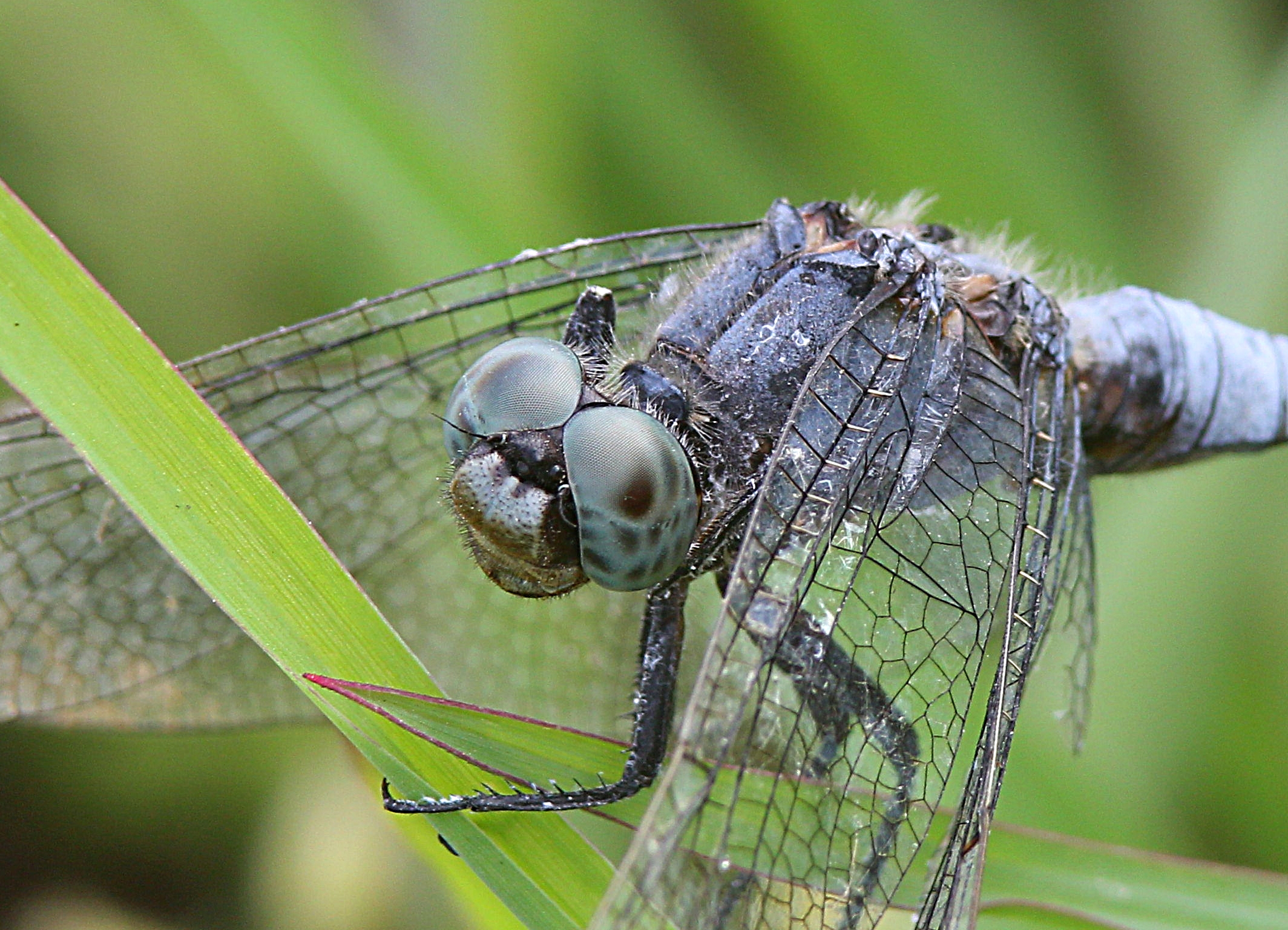 Libellula (Orthetrum Brunneum) particolare
