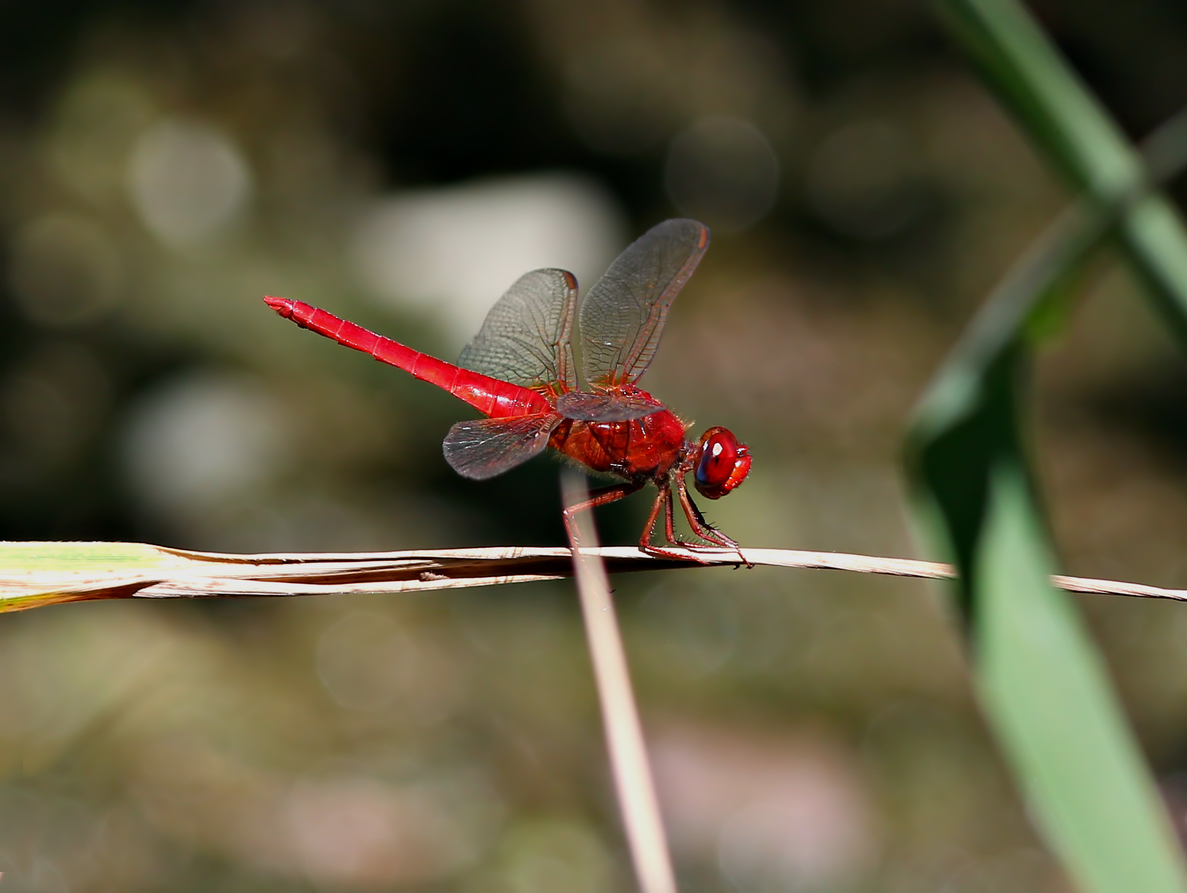 Libellula (Crocothemis erytraea)
