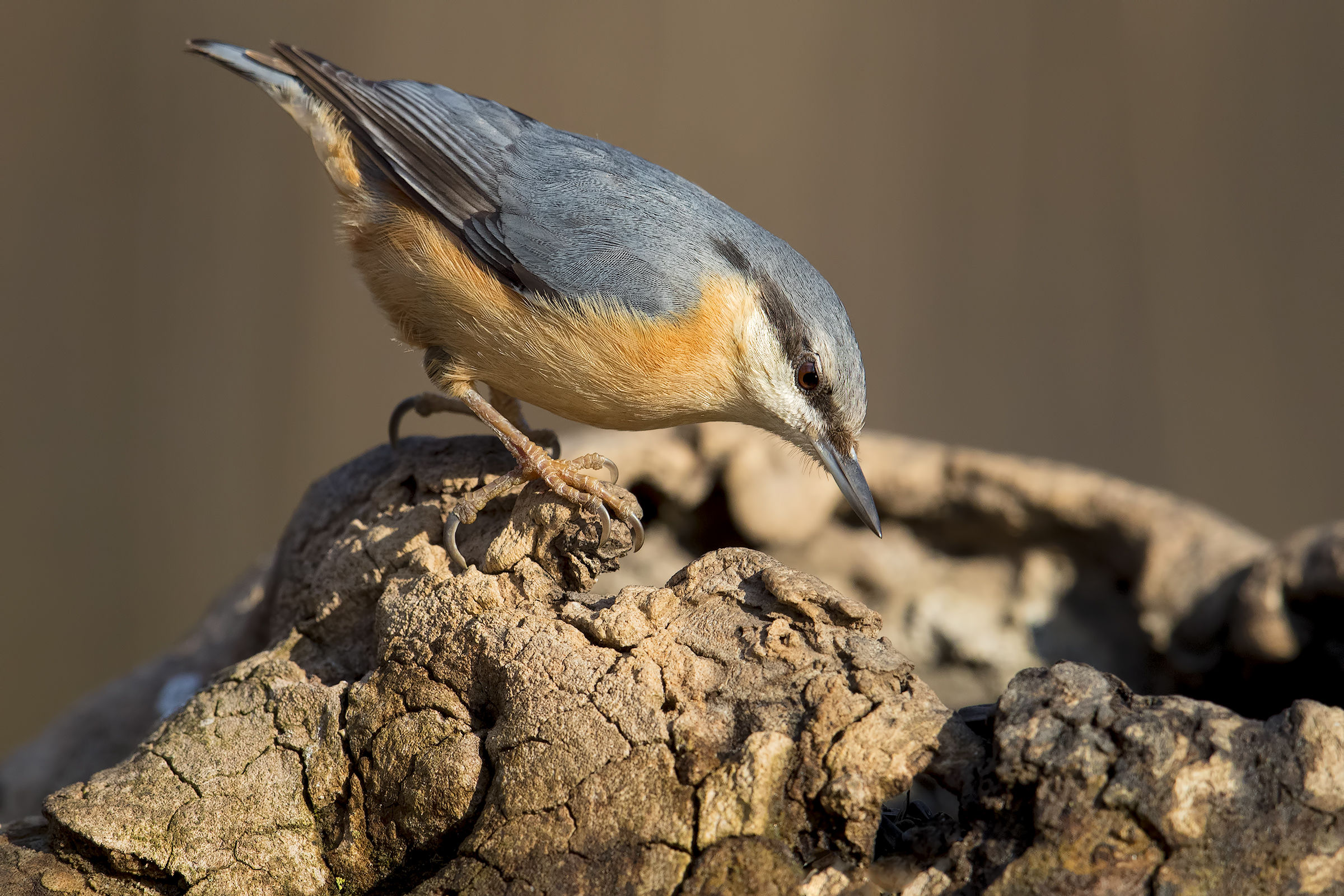 nuthatch