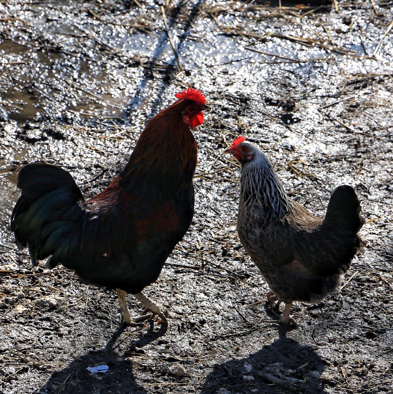 Gallo e gallina