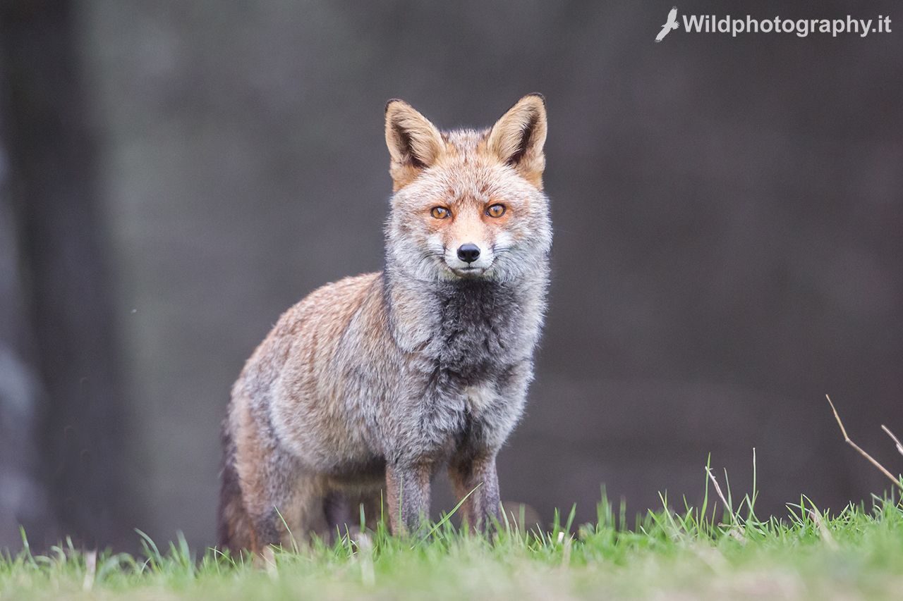 European fox