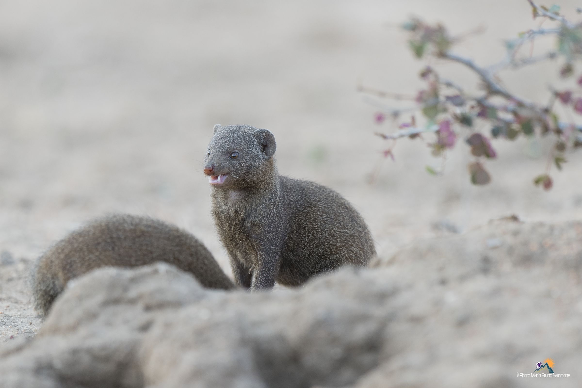 African mongoose.