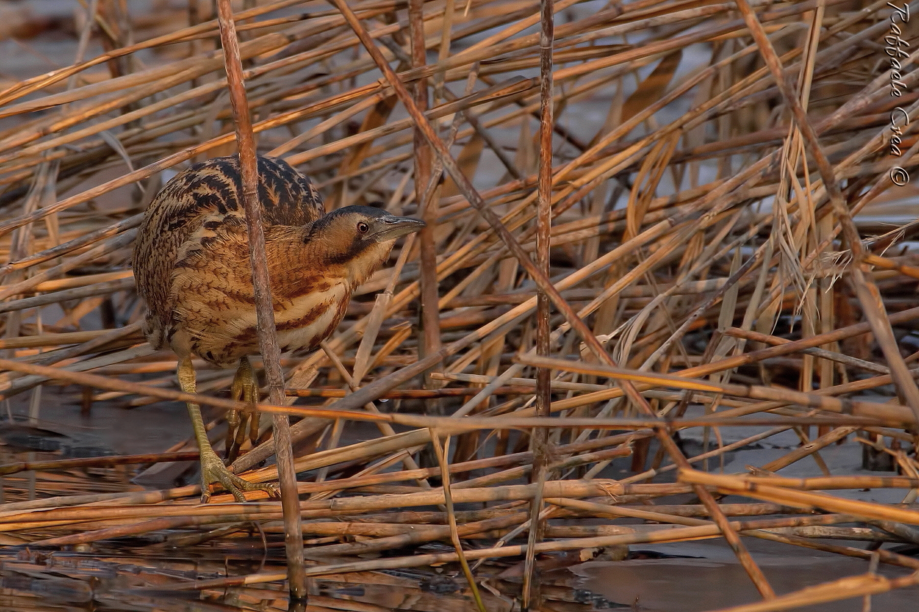 Bittern at Sunset
