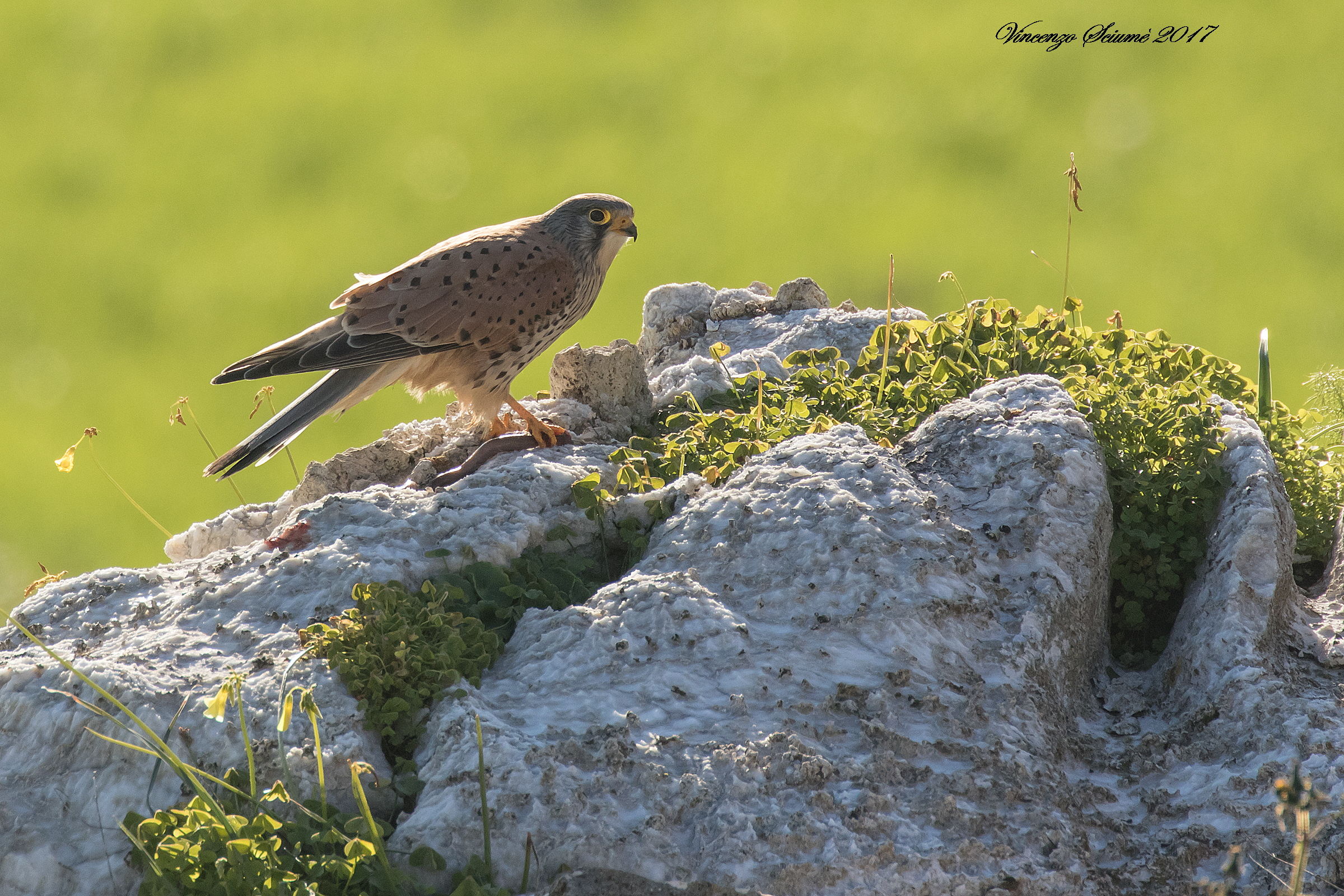Kestrel backlit