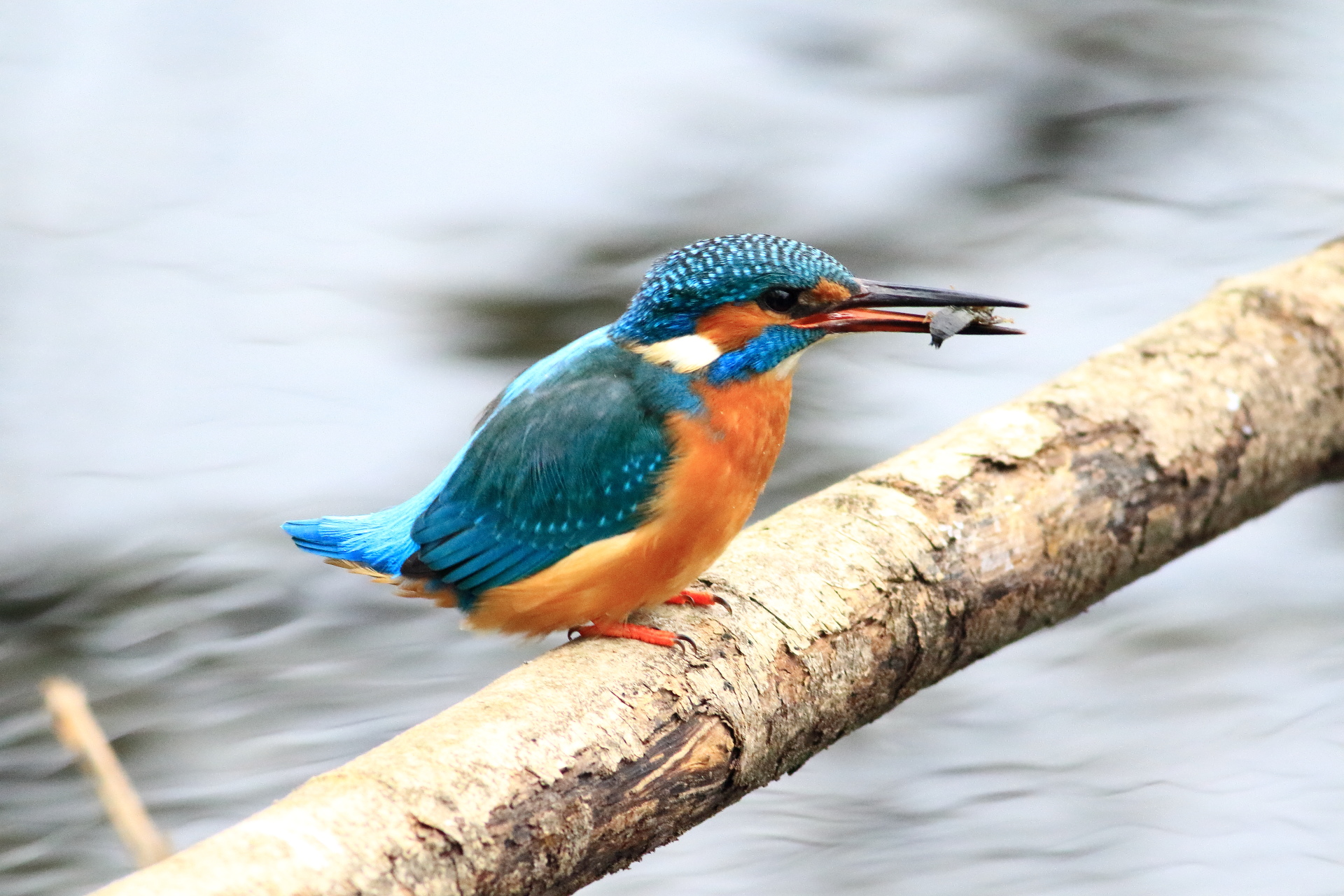 Kingfisher with dragonfly larva
