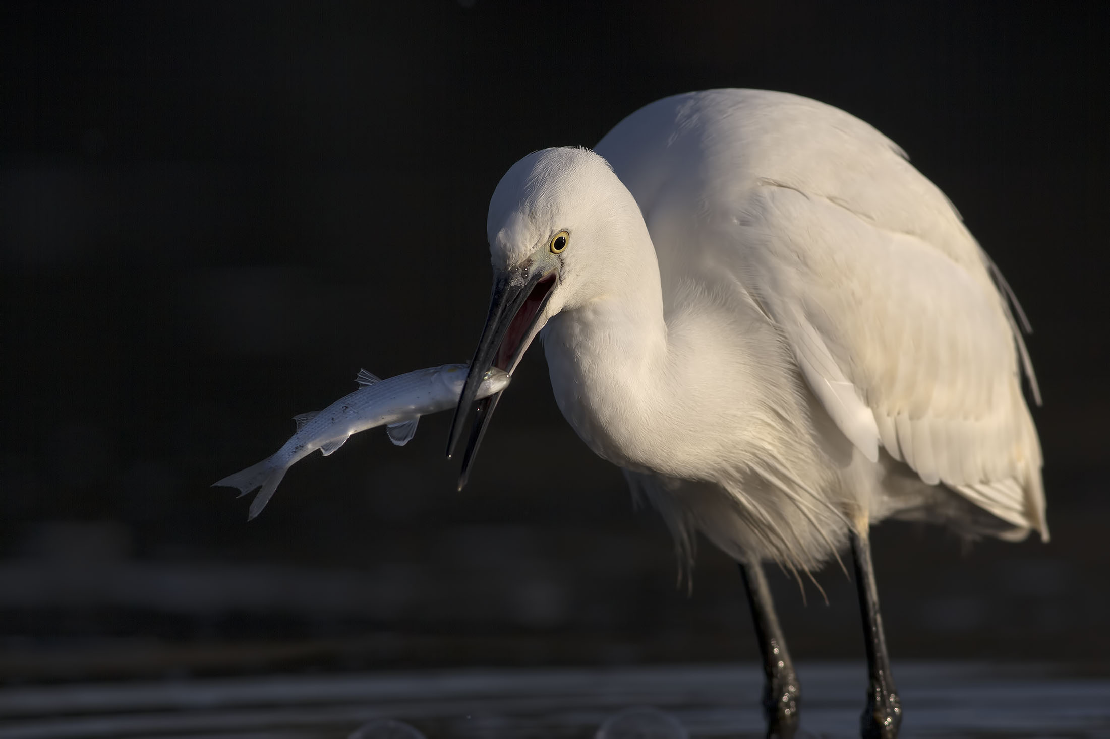 La Garzetta e il pesciolino