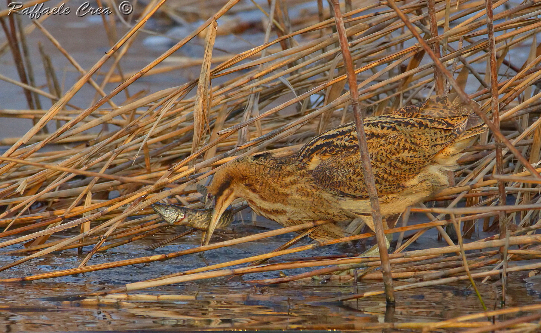 Bittern with pike