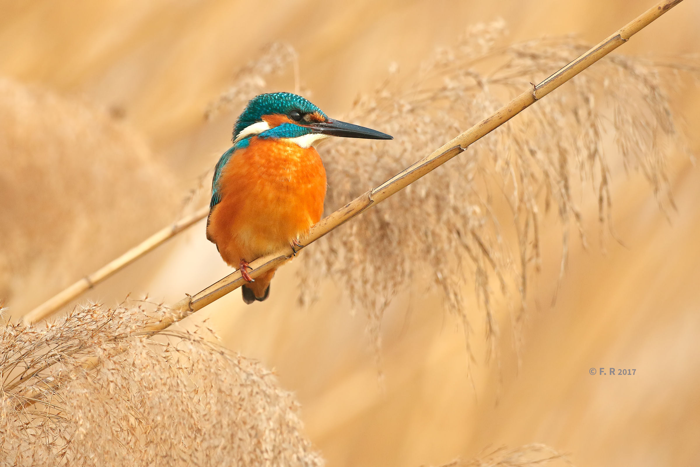 the barrel dele fisherman