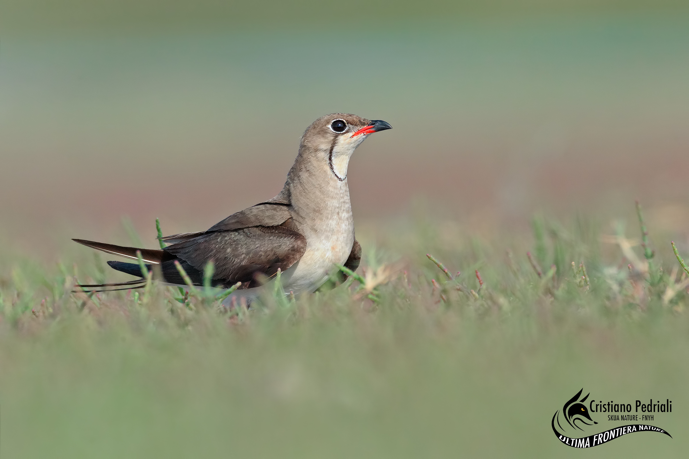 Pratincole ..