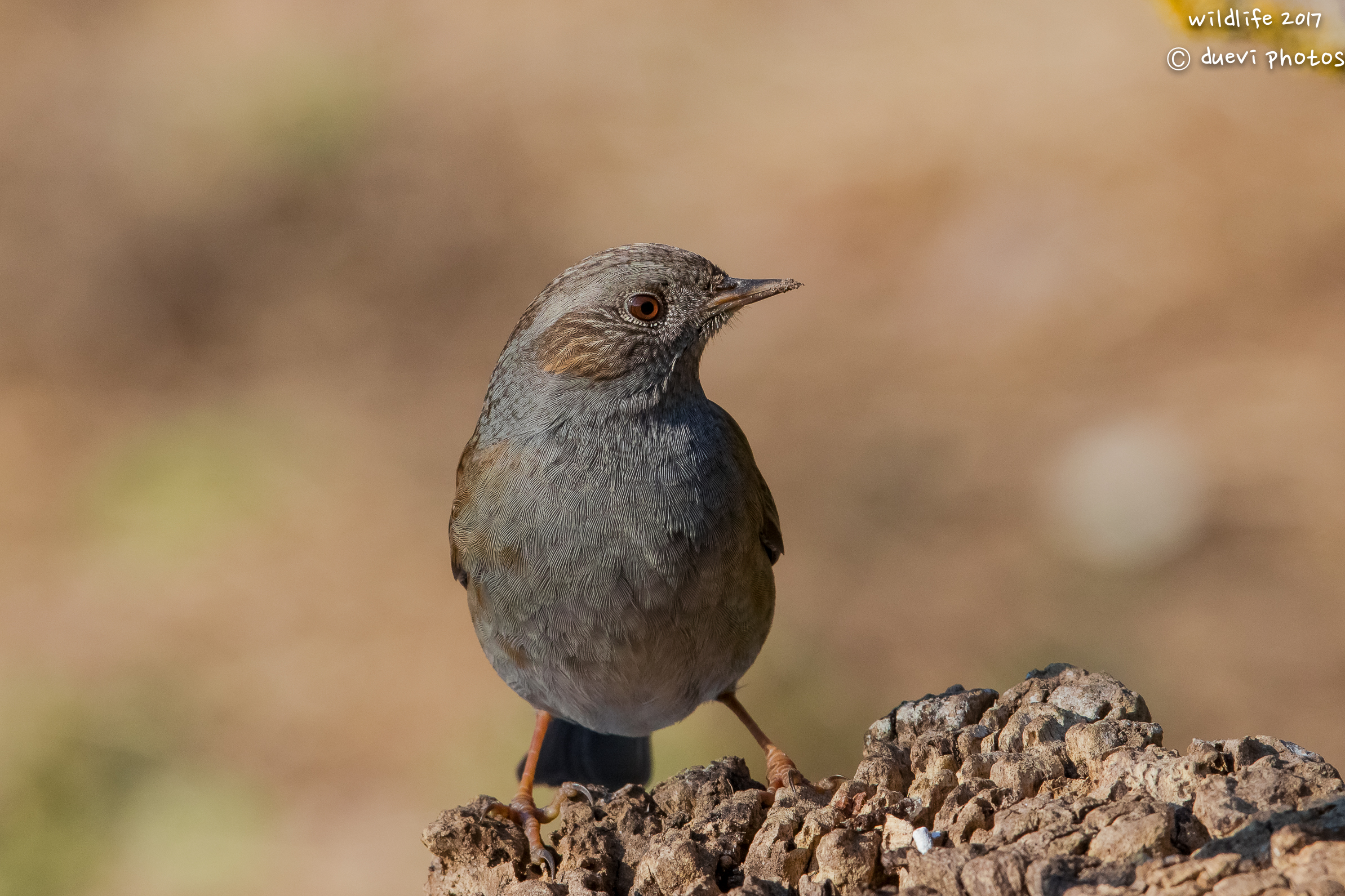Dunnock
