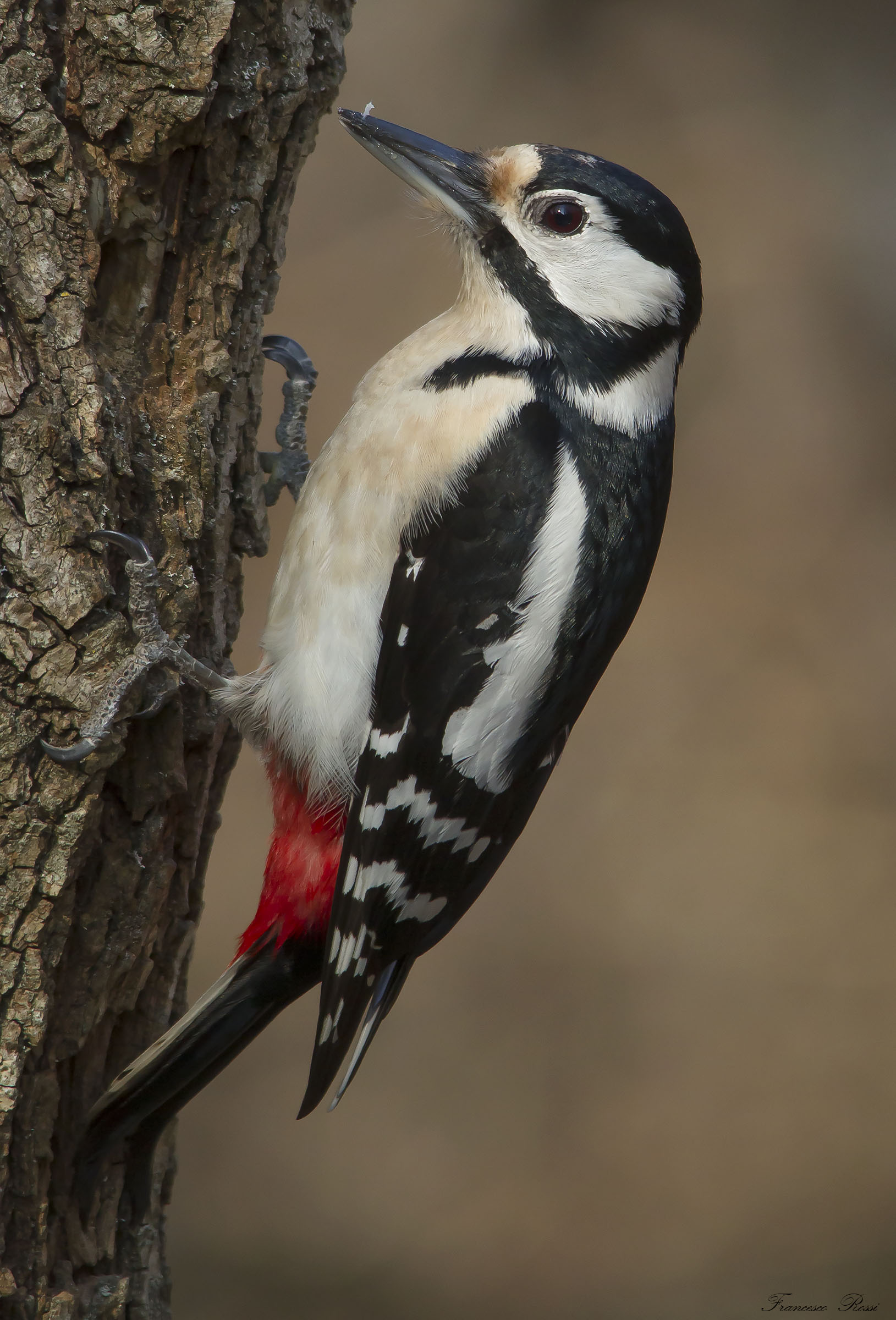 Great Spotted Woodpecker