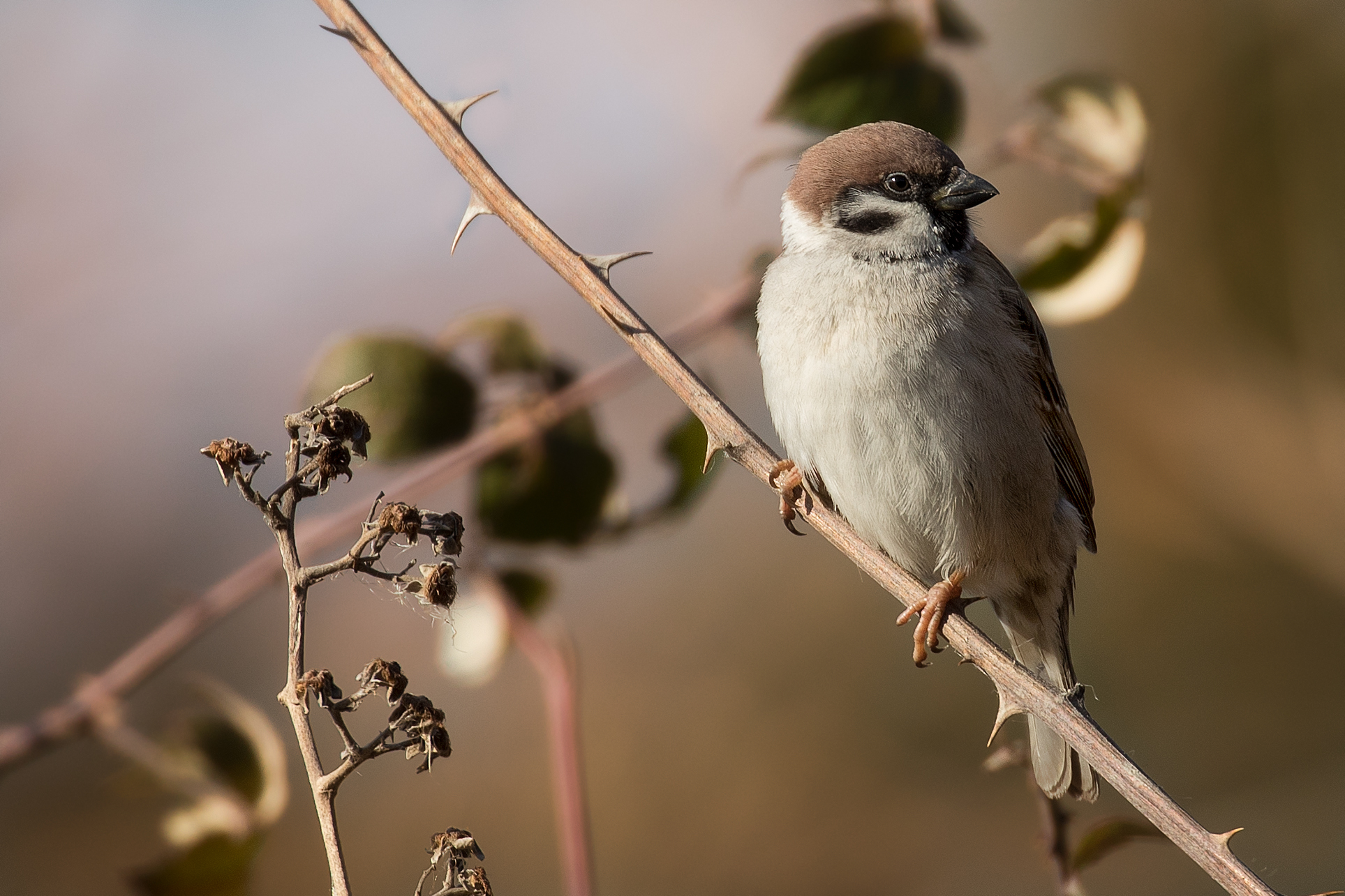 Tree Sparrow on edge