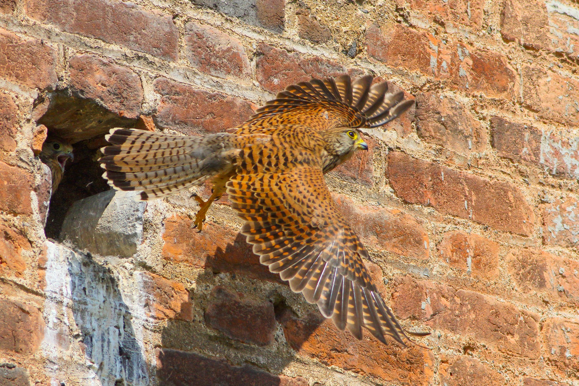 Kestrel