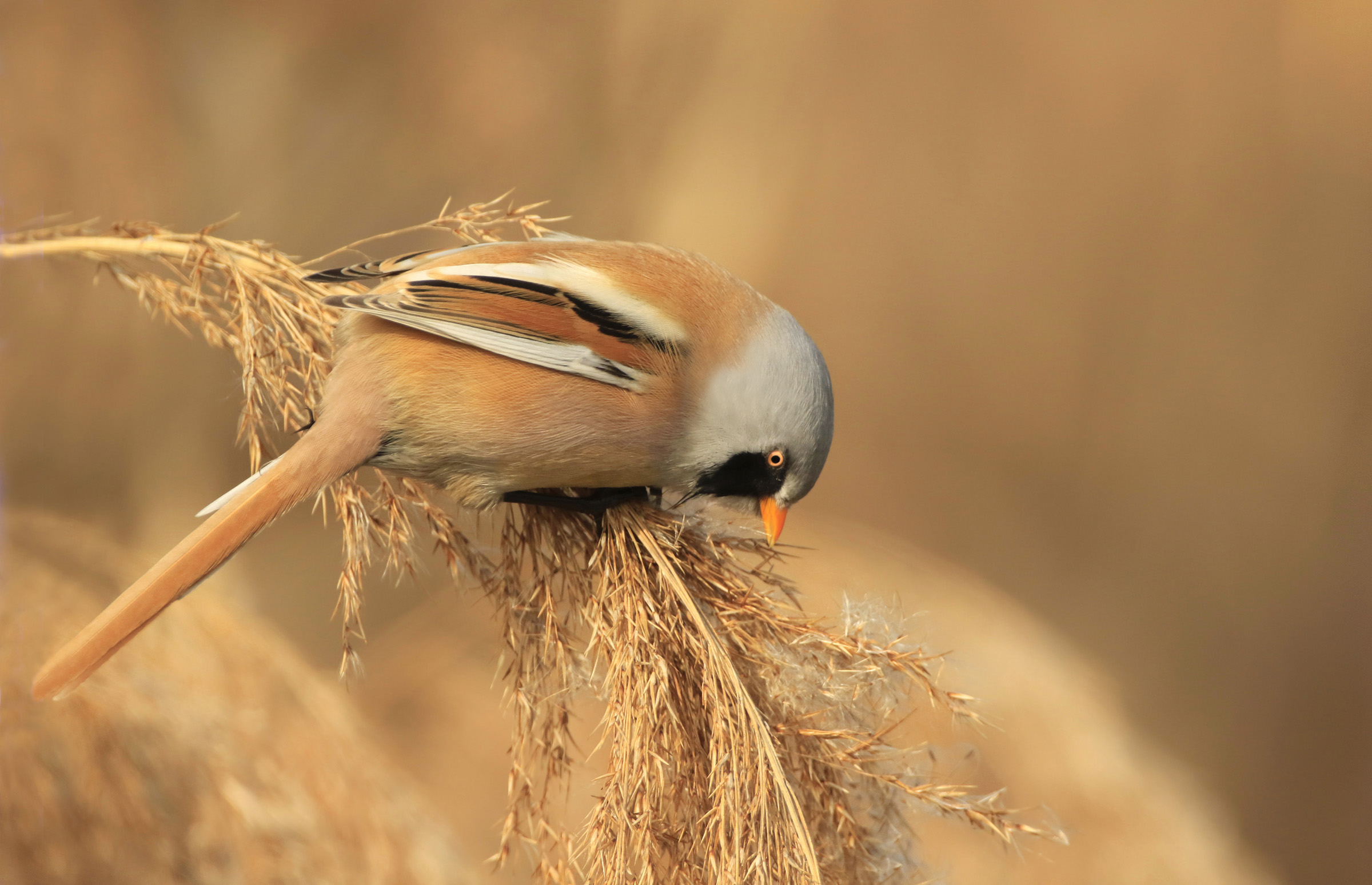 basettino, piemonte, gennaio 2017