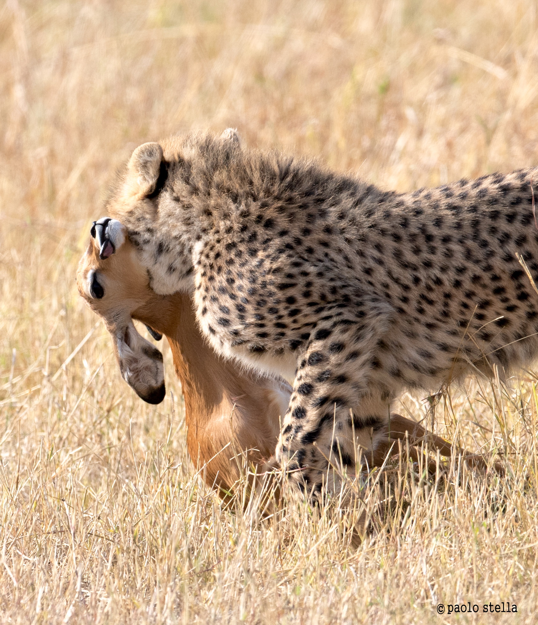 iniziazione alla caccia - 9