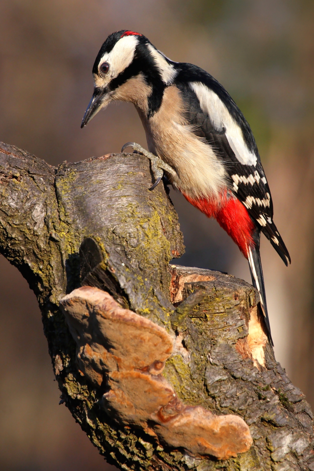 Spotted woodpecker