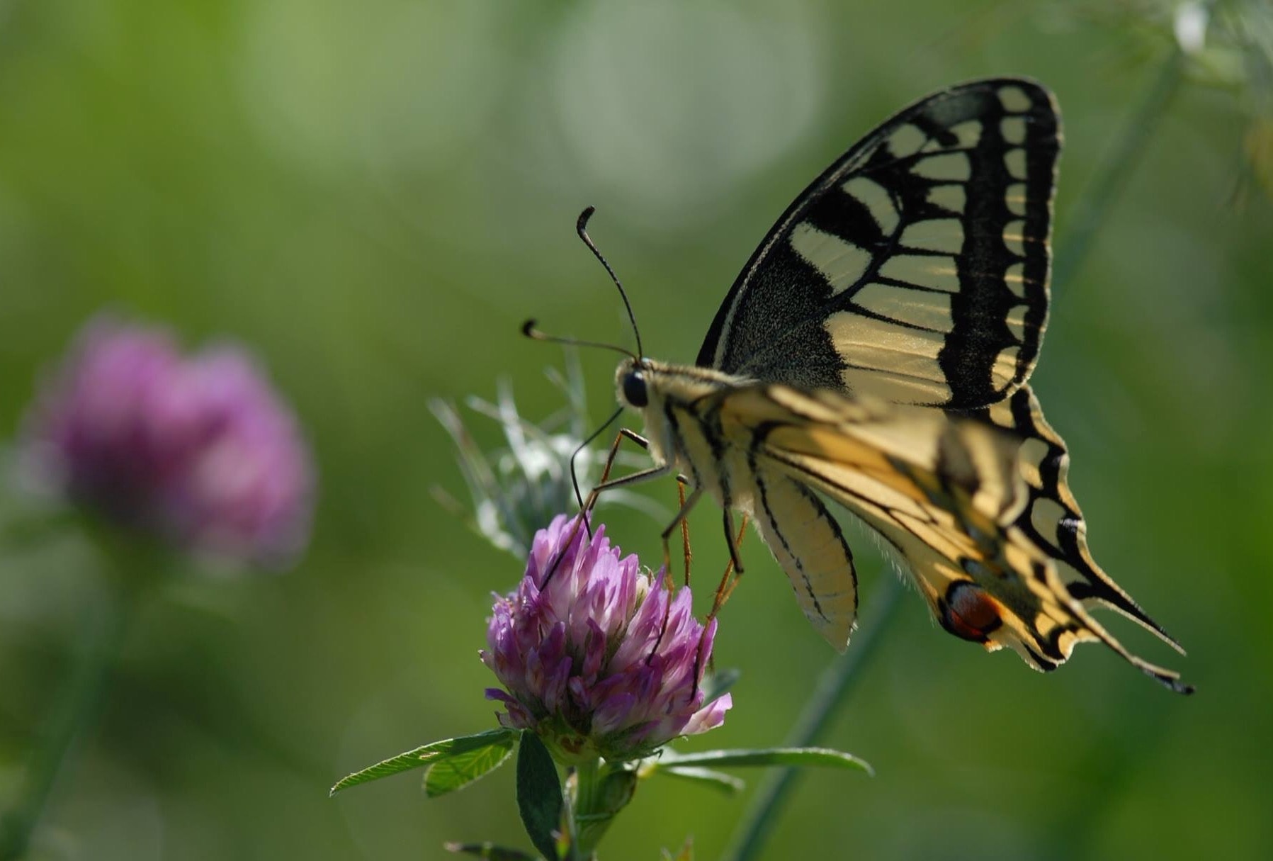 swallowtail