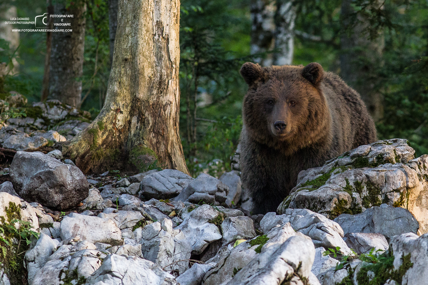 Brown bear in the forest of Kocevje