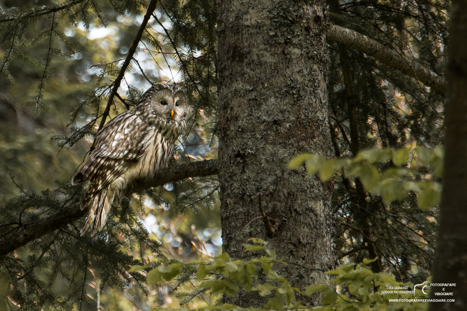 Ural owl